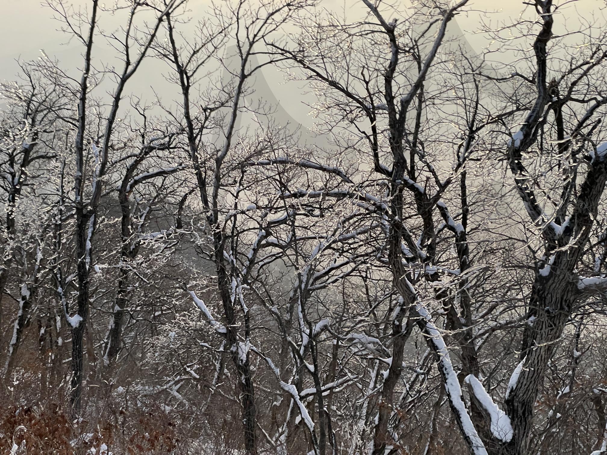 겨울의 나무 | 겨울, 강원도, 눈꽃, 자연, 나무가지 | 스탠바이 STANDBUY 디지털 콘텐츠