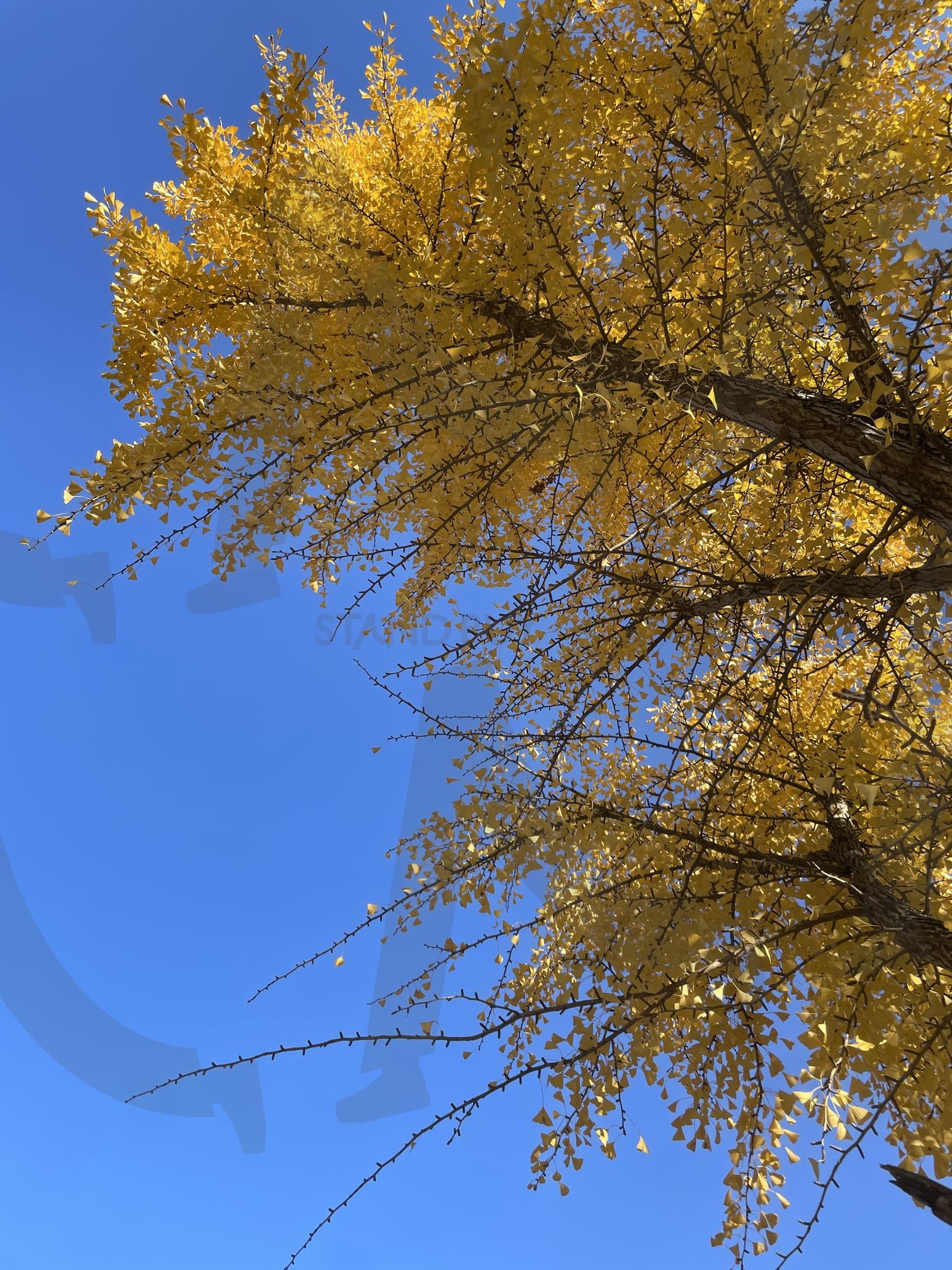 가을 은행나무 | 은행나무, 가을, 물들다, 계절의변화, 계절 | 스탠바이 STANDBUY 디지털 콘텐츠