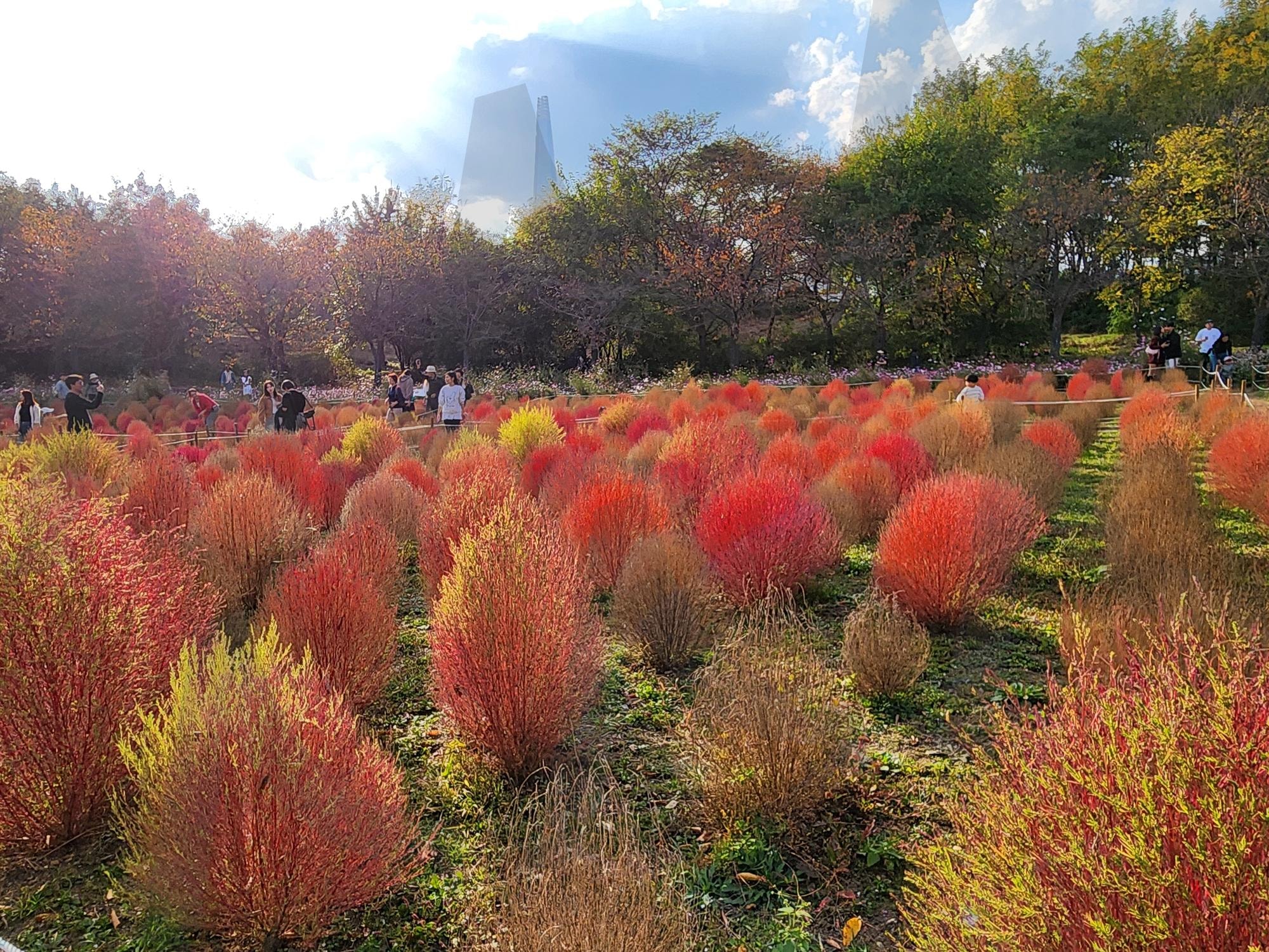 서울 올림픽 공원 - 가을 풍경 | 올림픽공원, 가을, 핑크뮬리, 단풍, 은행 | 스탠바이 STANDBUY 디지털 콘텐츠