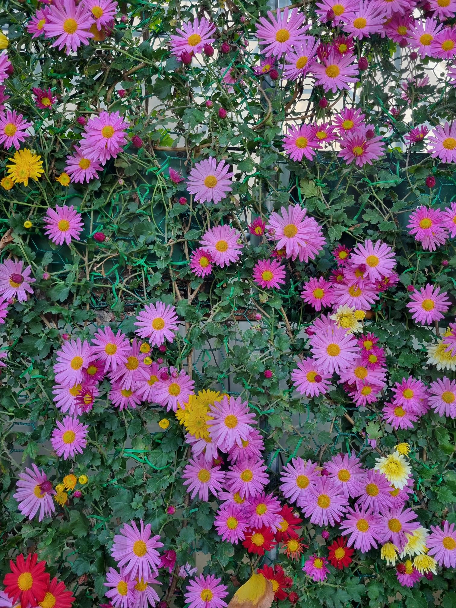 가을 코스모스 | 가을, 코스모스, 꽃, 봄, 핑크, 분홍, 빨강, 코스모스밭 | 스탠바이 STANDBUY 디지털 콘텐츠