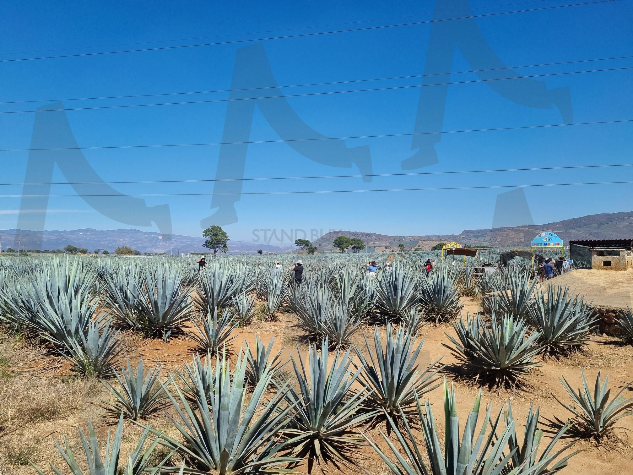 멕시코 데낄라 마을 아가베 | 멕시코, 데낄라, 아가베, 용설란, 멕시코시티, 과달라하라, 데낄라마을, 지창욱, 할리스코주, 아가베밭 | 스탠바이 STANDBUY 디지털 콘텐츠