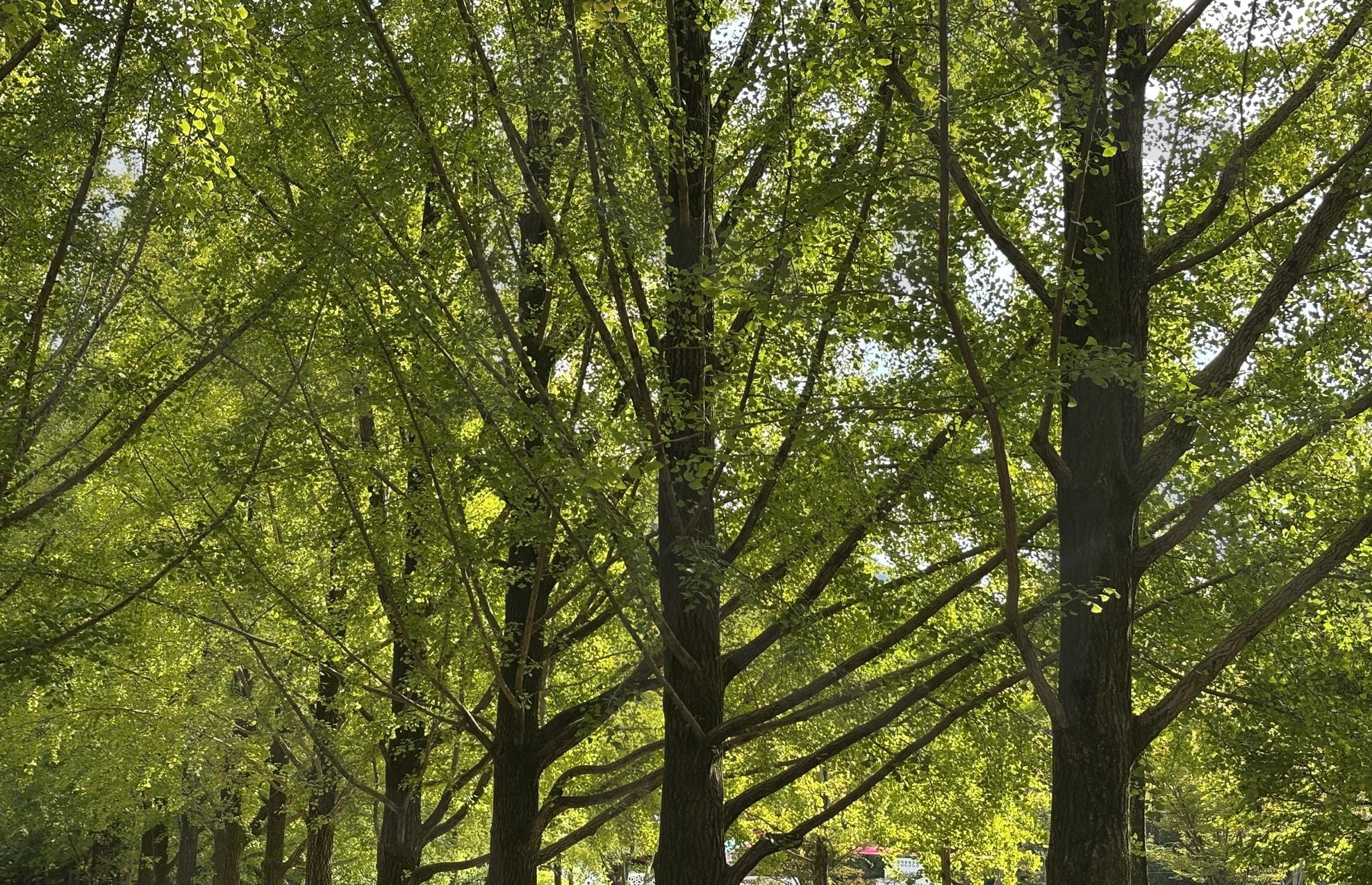 은행나무 길 | 숲, 나무, 초록감성, 초록색, 나무감성, 감성사진, 은행나무 | 스탠바이 STANDBUY 디지털 콘텐츠