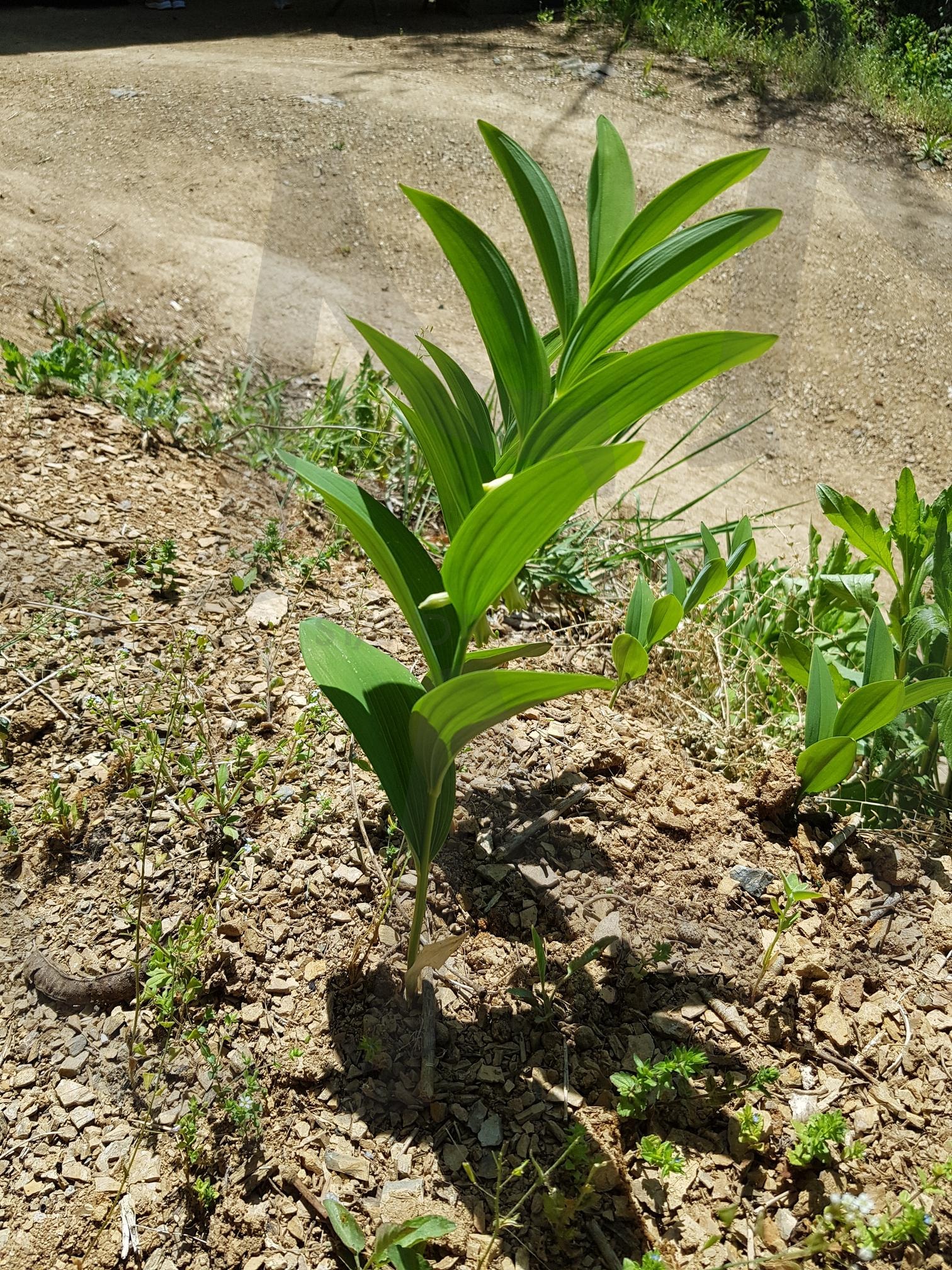 둥글레 | 둥글레, 약초, 약용식물, 약차, 둥글레차 | 스탠바이 STANDBUY 디지털 콘텐츠