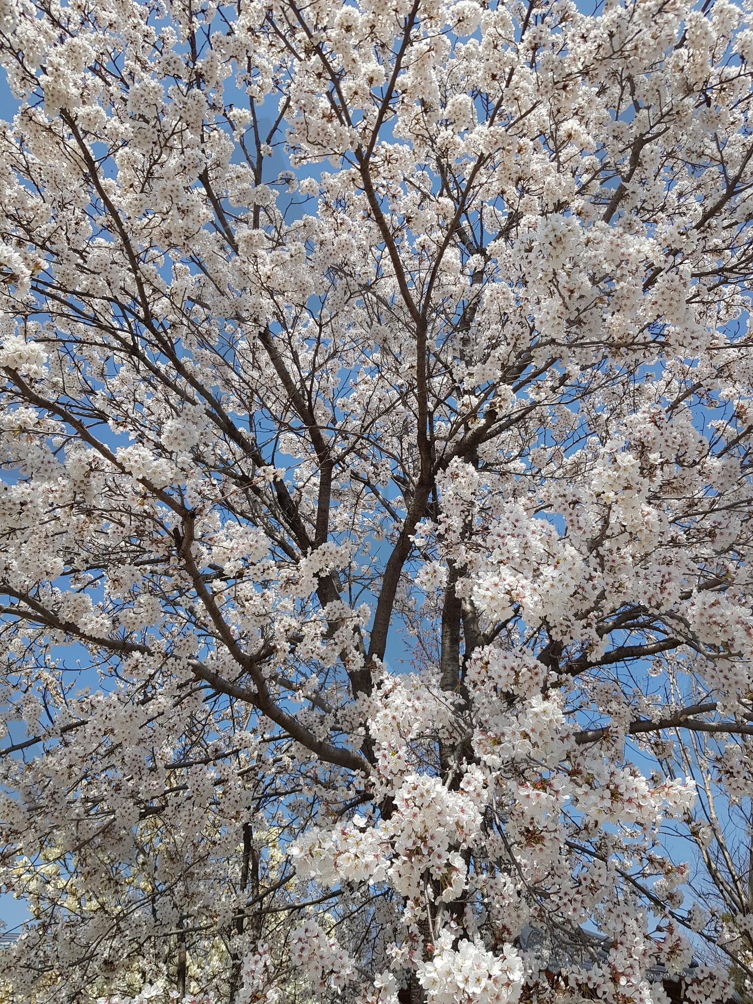 벚꽃 | 벚꽃, 벚꽃나무, 꽃, 봄, 봄꽃 | 스탠바이 STANDBUY 디지털 콘텐츠