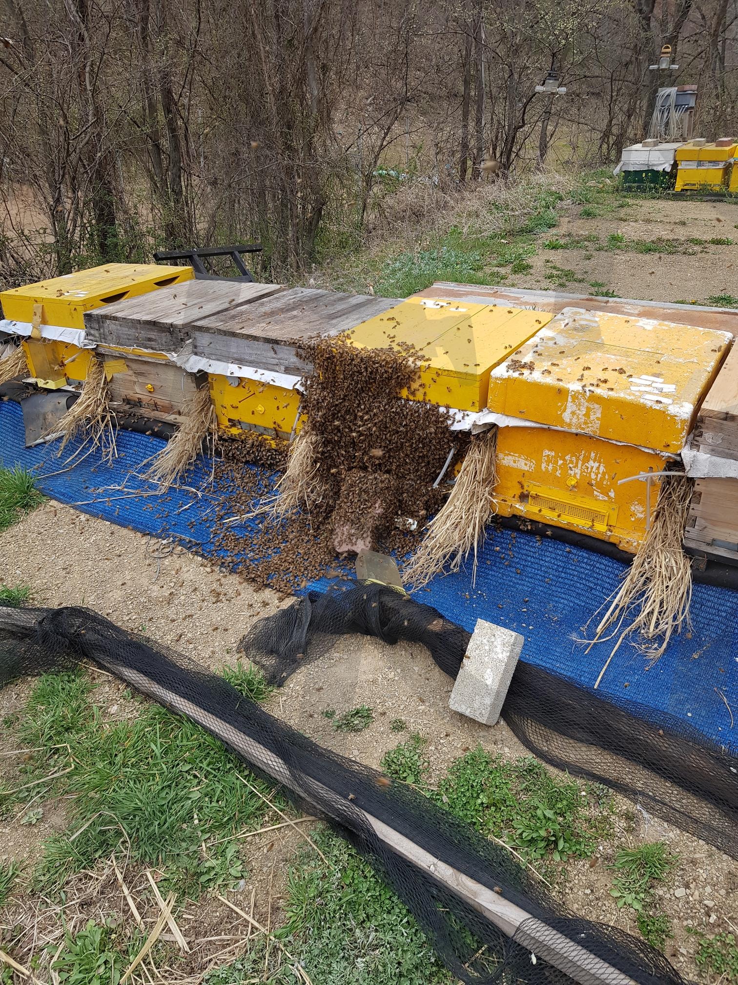 꿀벌 | 분봉, 벌, 꿀벌, 벌꿀, 농장 | 스탠바이 STANDBUY 디지털 콘텐츠