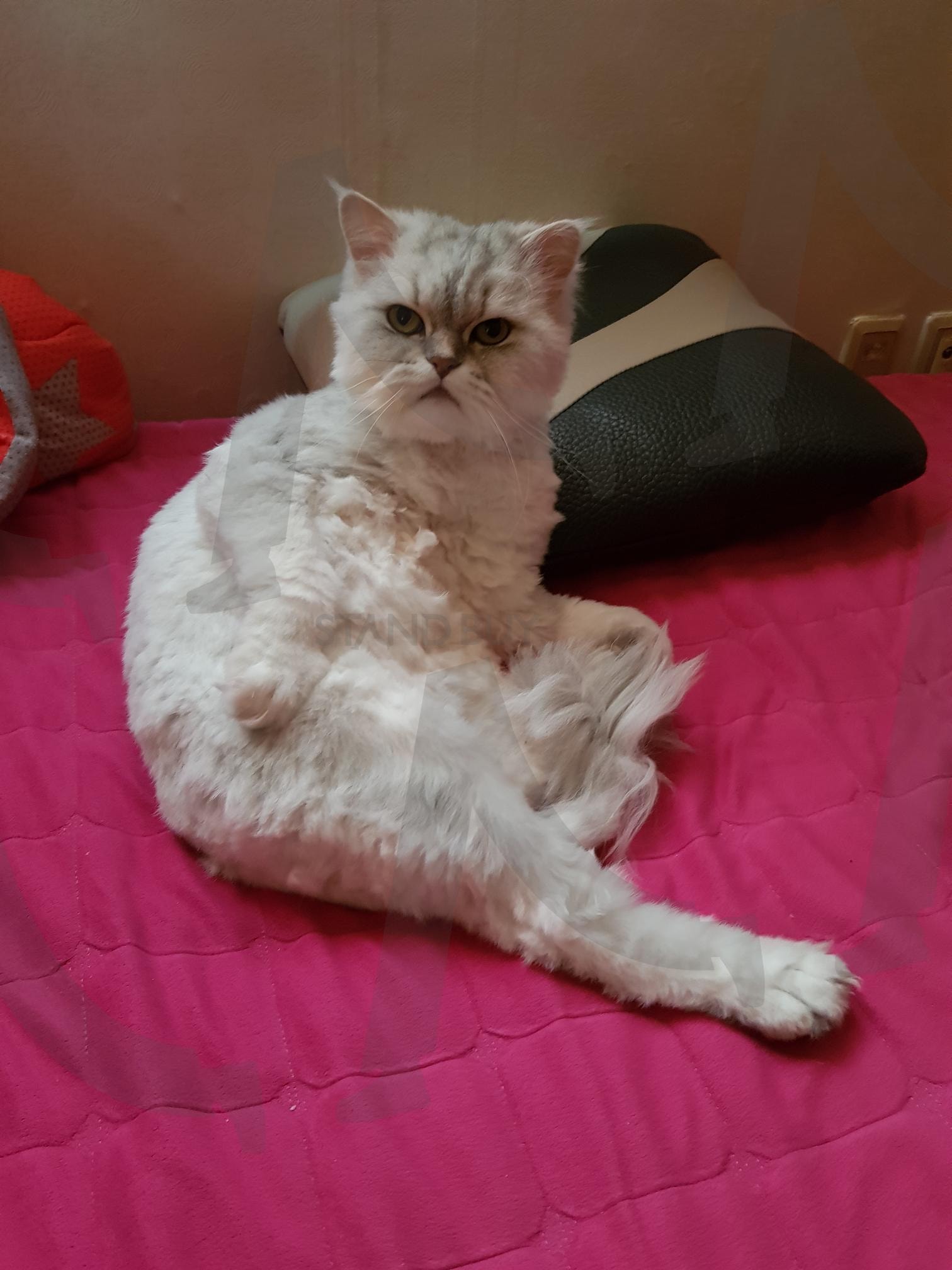 고양이 | 고양이, 캣, 포즈, 고양이포즈, 요염한, 재미있는 | 스탠바이 STANDBUY 디지털 콘텐츠