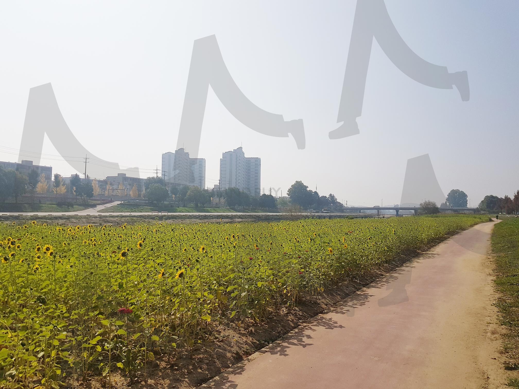 꽃길 | 꽃길, 공원길, 공원로, 도시꽃길, 꽃밭 | 스탠바이 STANDBUY 디지털 콘텐츠