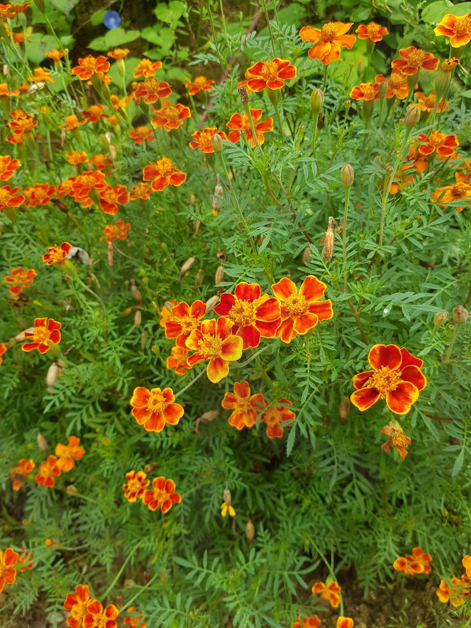 꽃 길 옆에 핀 꽃 | 꽃길, 길꽃, 꽃, 계절꽃, 빨간꽃 | 스탠바이 STANDBUY 디지털 콘텐츠