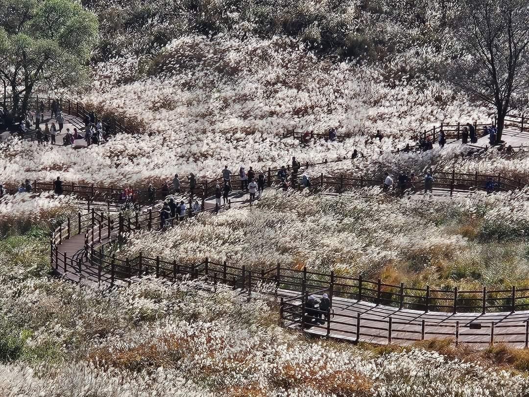 Myeongseongsan Silver Grass Field(명성산 억새밭) | Myeongseong Mountain, Silver Grass, 포천명성산, 명성산억새, 명성산억새밭 | 스탠바이 STANDBUY 디지털 콘텐츠