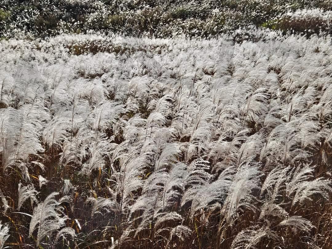 Myeongseongsan Silver Grass(명성산 억새) | Myeongaeongasn, Silver Grass, 명성산, 억새, 명성산억새 | 스탠바이 STANDBUY 디지털 콘텐츠