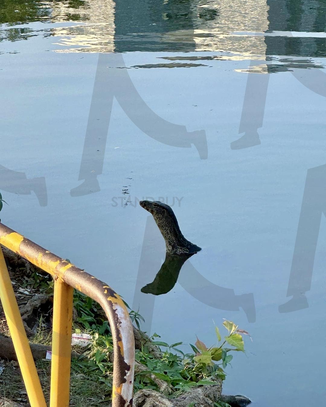 공원, 강가, 왕도마뱀, 물가, Park, Riverside, Lizard, Monitor | 공원, 강가, 왕도마뱀, 물가, park, Riverside, Monitor, Lizard, Dragon | 스탠바이 STANDBUY 디지털 콘텐츠