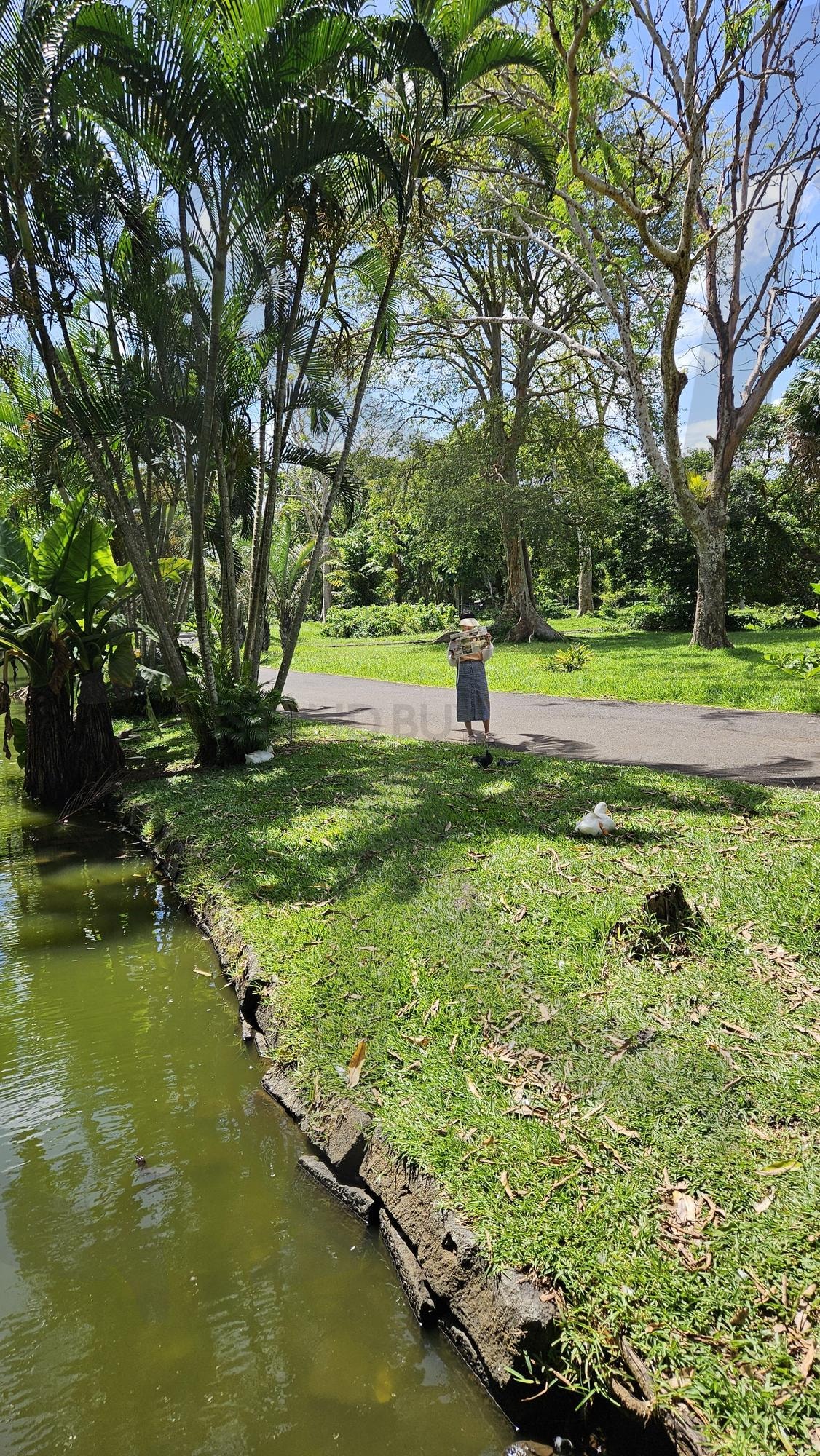 모리셔스 식물원 | 모리셔스, 식물원, 자연, 풍경, 해외여행 | 스탠바이 STANDBUY 디지털 콘텐츠