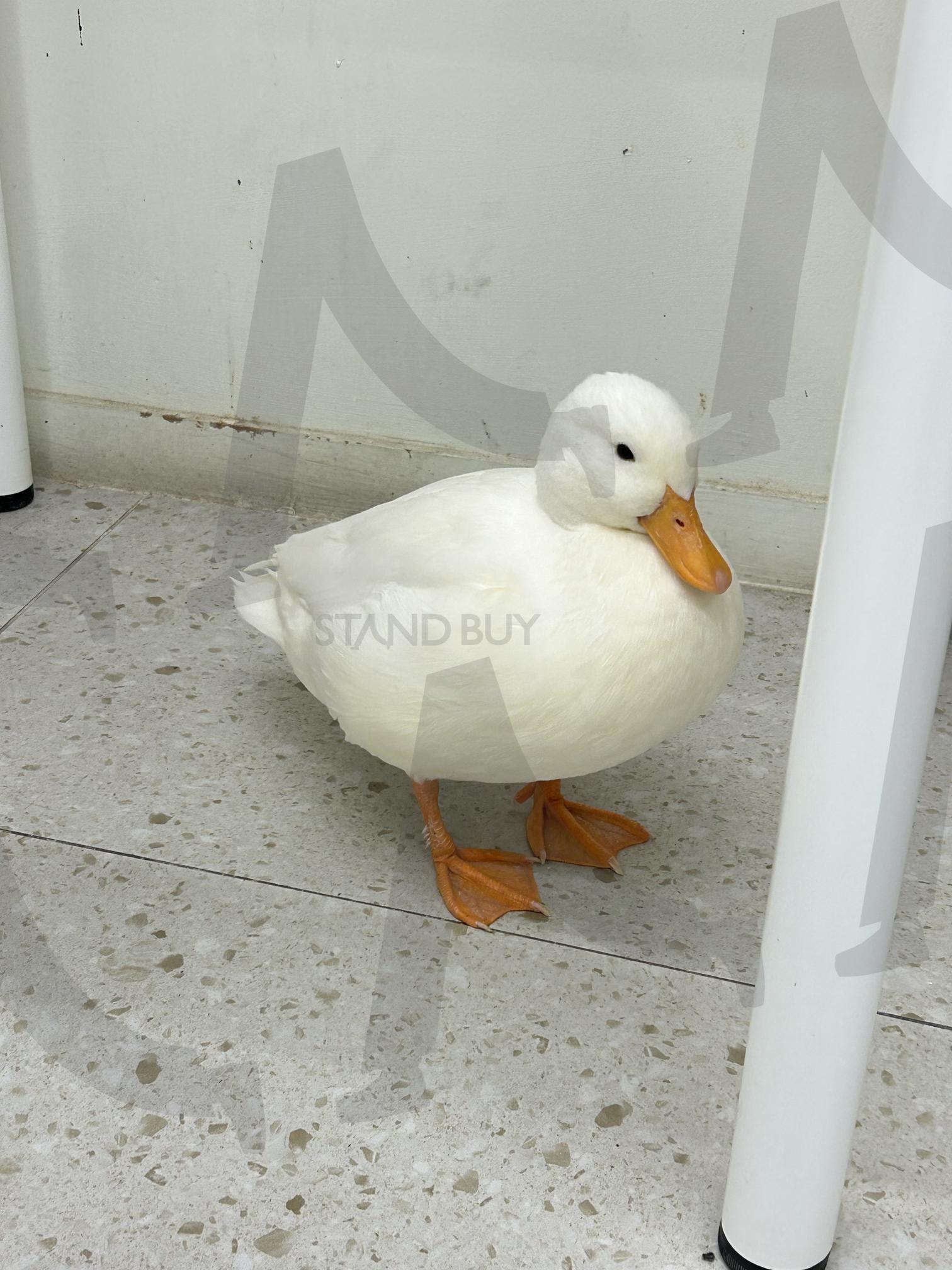 오리 (Duck) | 오리, duck, 동물, animal, 귀여운, cute | 스탠바이 STANDBUY 디지털 콘텐츠