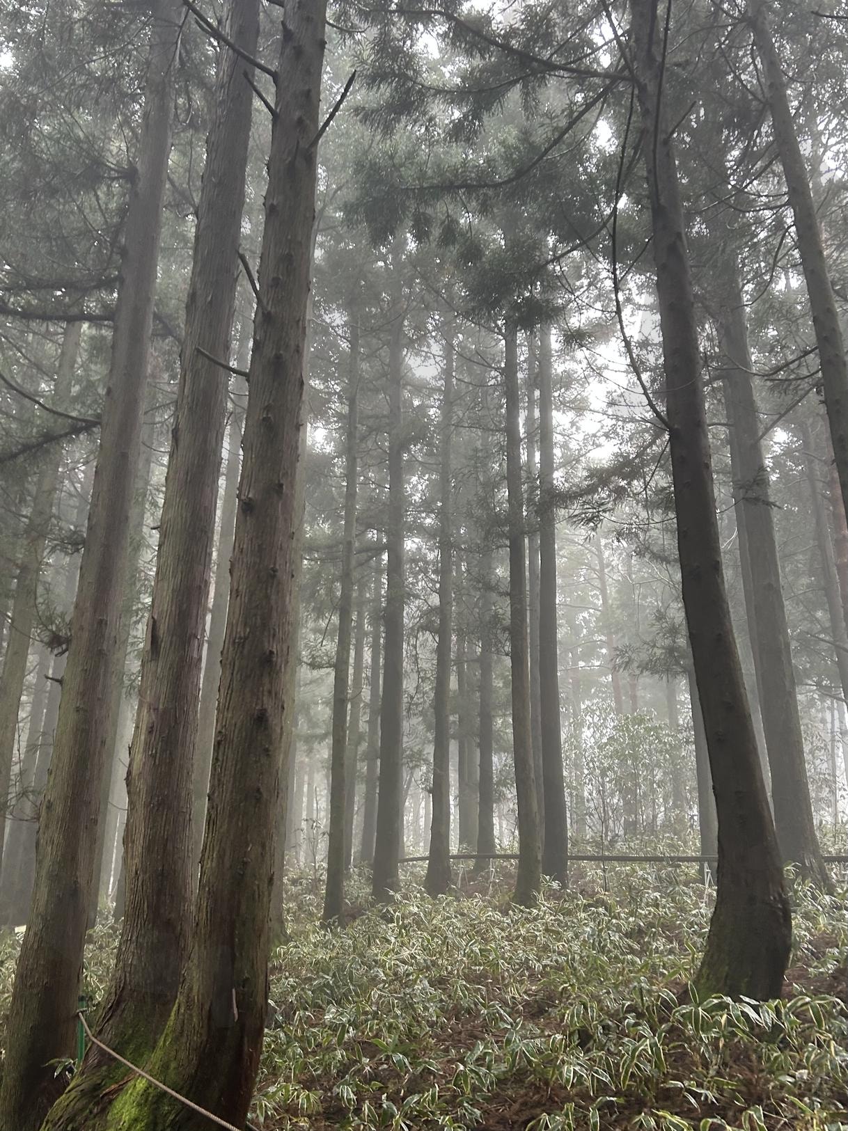 한라산 (Hallasan Mountain) | mountain, 한라산, 제주도, jeju, hallasan, korea, 산, 안개, Fog, tree, 등산길, 등산 | 스탠바이 STANDBUY 디지털 콘텐츠