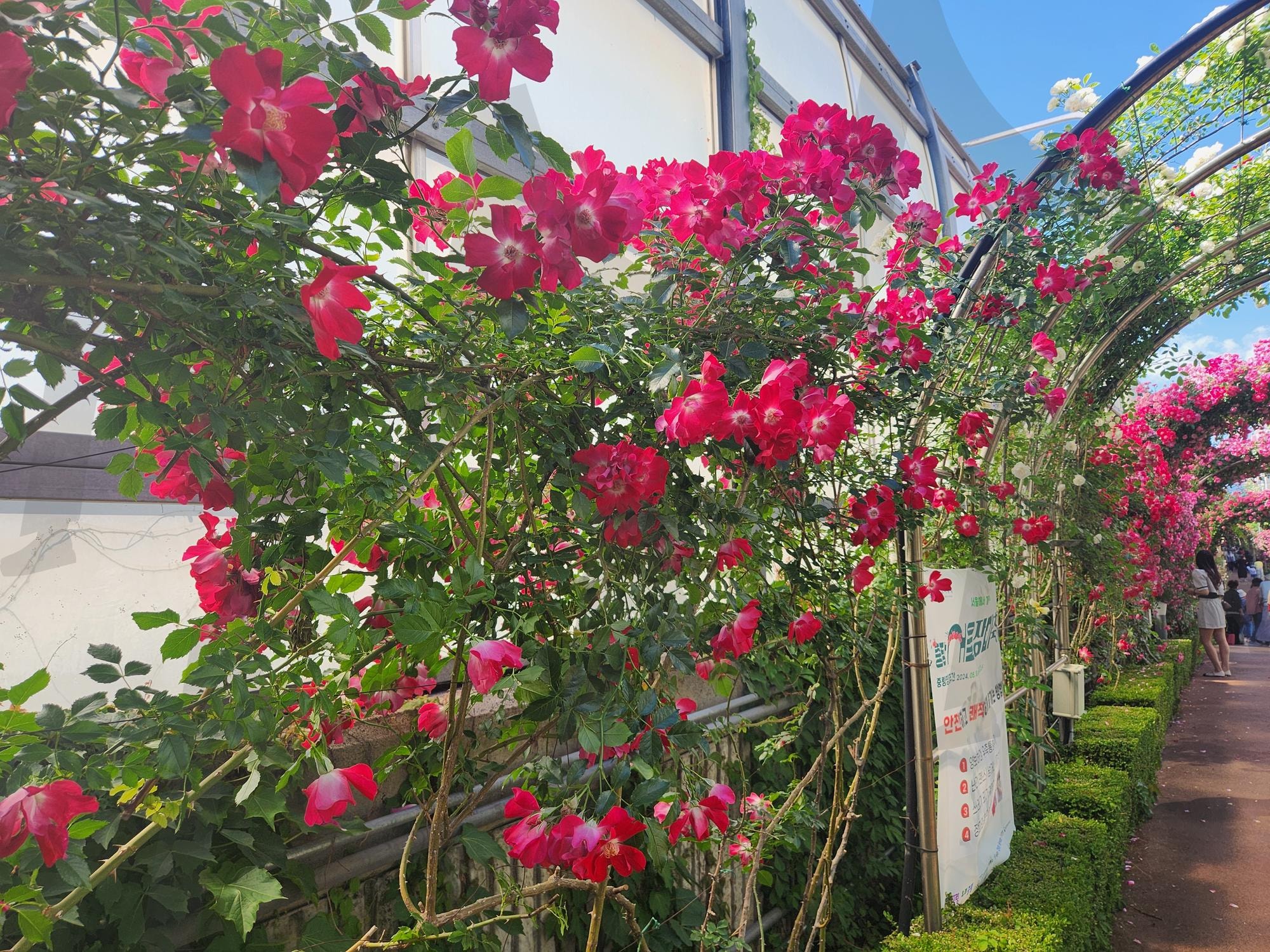 장미축제 | 장미, 장미축제, 꽃, 축제, 태릉입구 | 스탠바이 STANDBUY 디지털 콘텐츠