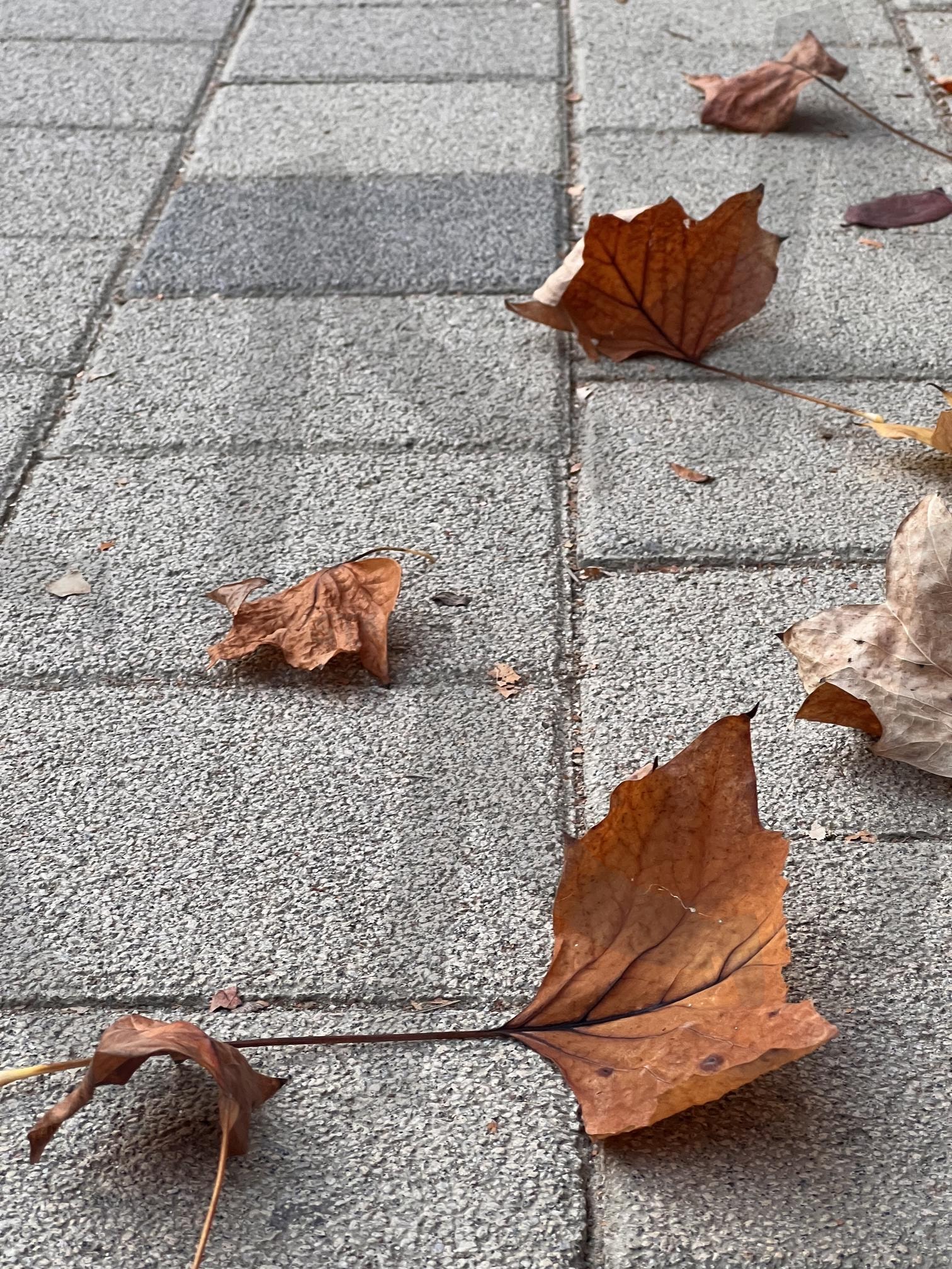 autumn leaves 가을낙엽 | autumn leaves, 가을낙엽, 가을, 낙엽, 풍경 | 스탠바이 STANDBUY 디지털 콘텐츠