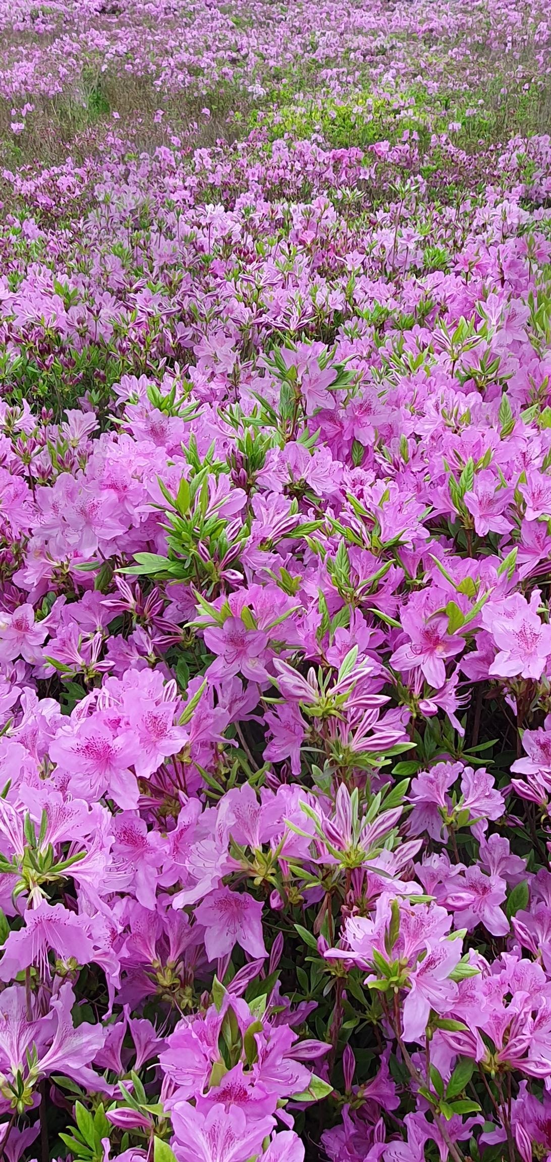 아름다운 나비공원 철죽꽃 | 아름다운 나비공원 철죽꽃, 나비공원, 철죽꽃, 철죽, 공원축제, Flower, 꽃, 분홍색꽃, 분홍, 축제, 축제꽃, 꽃축제, 나비공원철죽 | 스탠바이 STANDBUY 디지털 콘텐츠