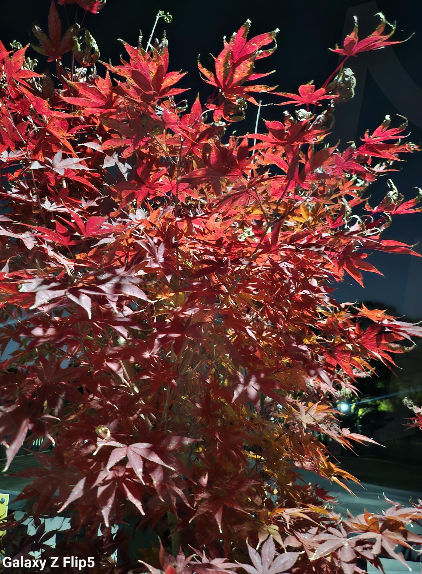 야간에 보는 🍁 단풍 | 단풍, 낭만적, 분위기, 자연으로, 아름다운, 가을여행, 독서의계절, 알록달록 단풍, 낙엽, 가을바람, 조금쌀쌀, Fall, autumn, 수확의계절, breeze | 스탠바이 STANDBUY 디지털 콘텐츠