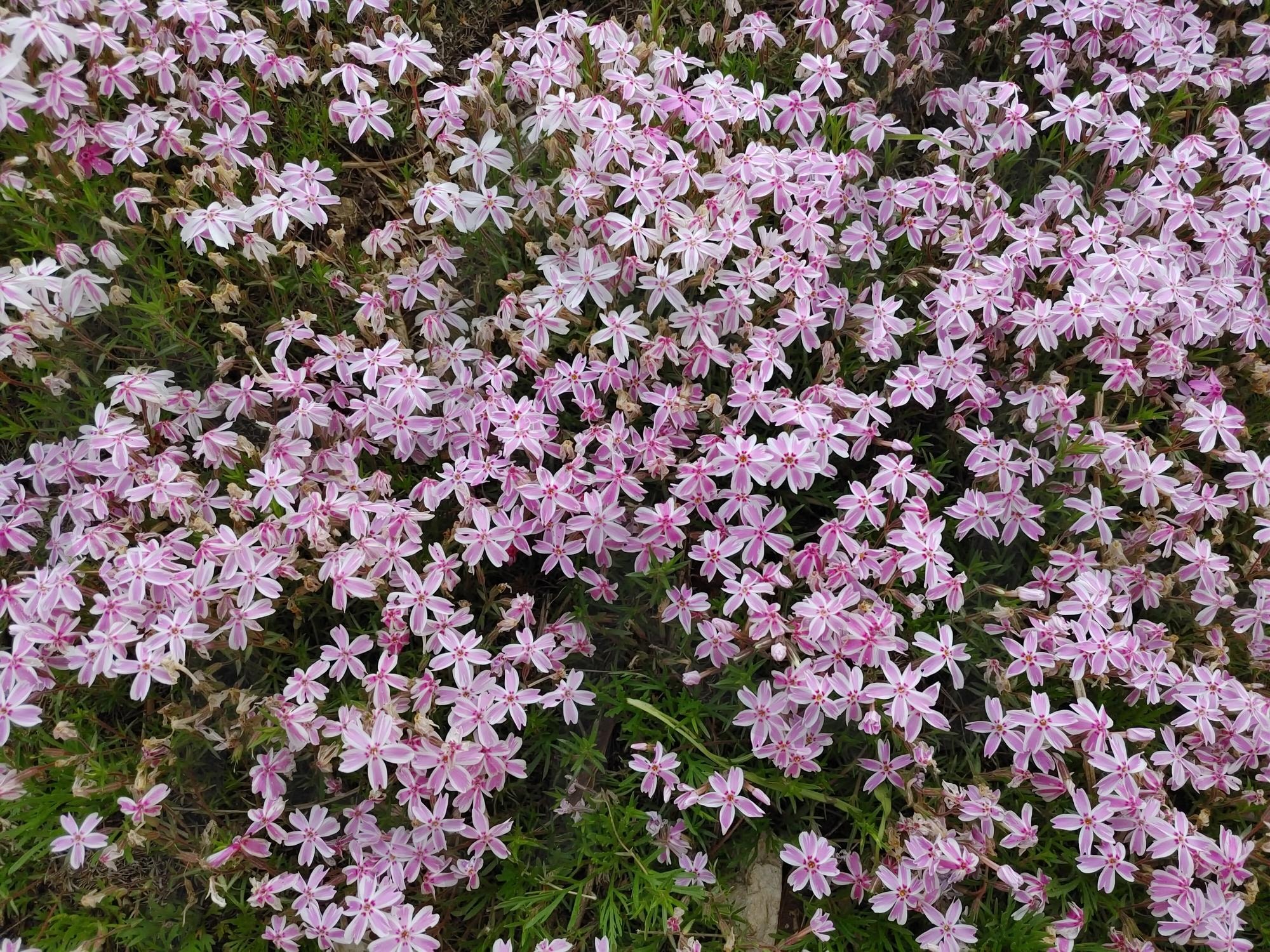 5월의 꽃 | 파주율곡수목원, 핑크색계열꽃, 수목원꽃, 꽃사진, 5월꽃, 배색컬러, 파주수목원, 율곡수목원 | 스탠바이 STANDBUY 디지털 콘텐츠