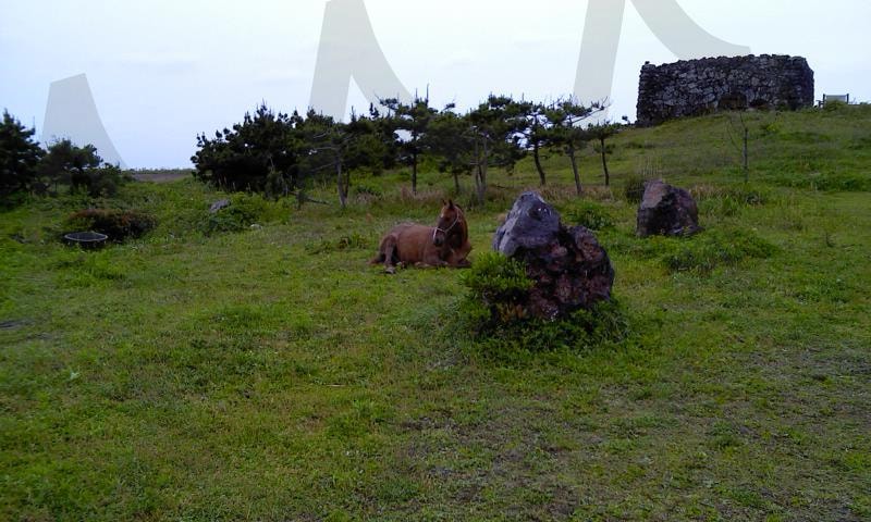 제주 섭지코지 말 | 섭지코지, 제주, 승마, 말, 올인하우스 | 스탠바이 STANDBUY 디지털 콘텐츠