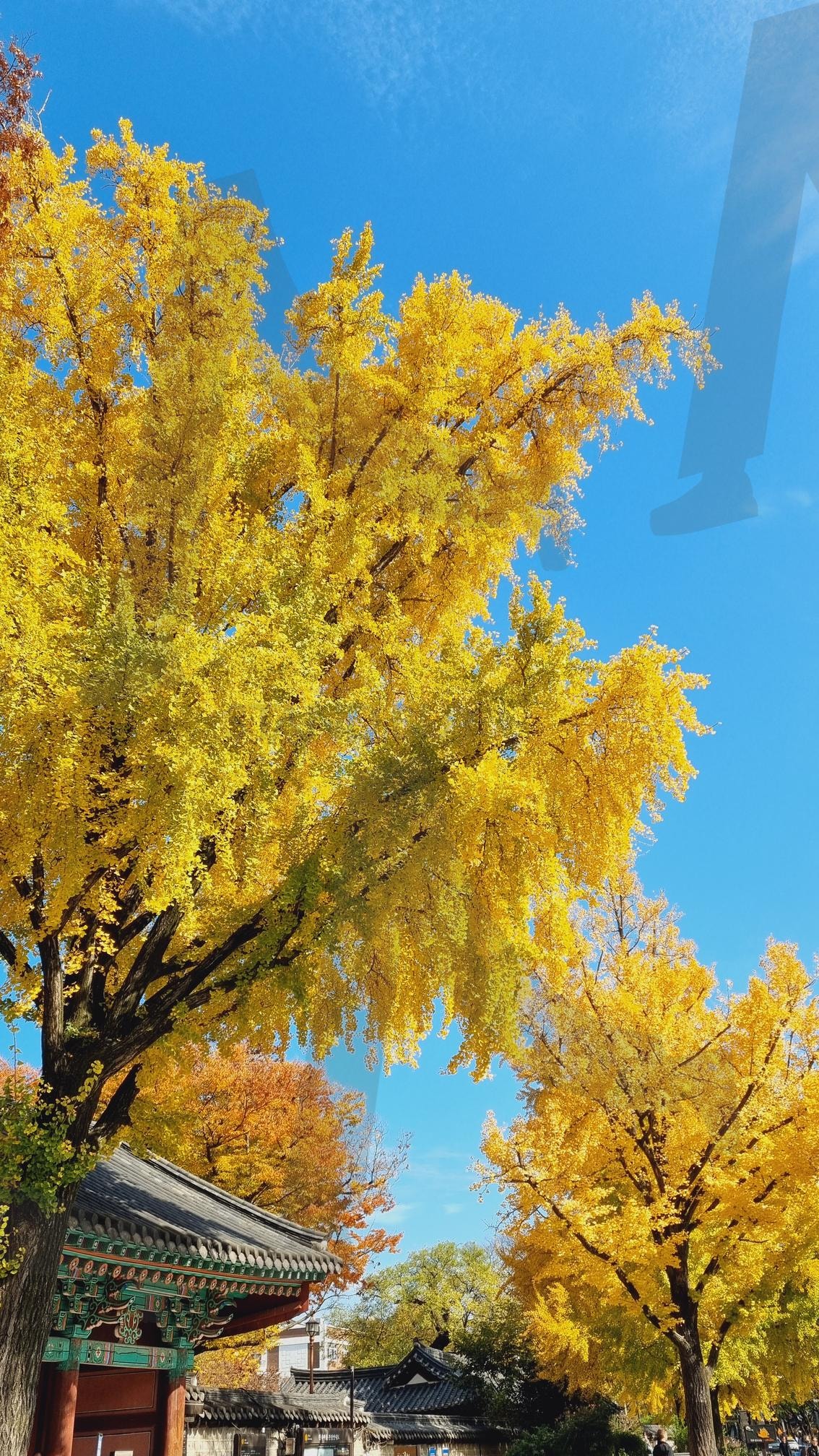 Gyeonggijeon Shrine, Jeonju, 全州 慶基殿 | Gyeonggijeon Shrine, jeonju, 全州 慶基殿, 경기전, 전주, 한옥마을, Hanok Village | 스탠바이 STANDBUY 디지털 콘텐츠