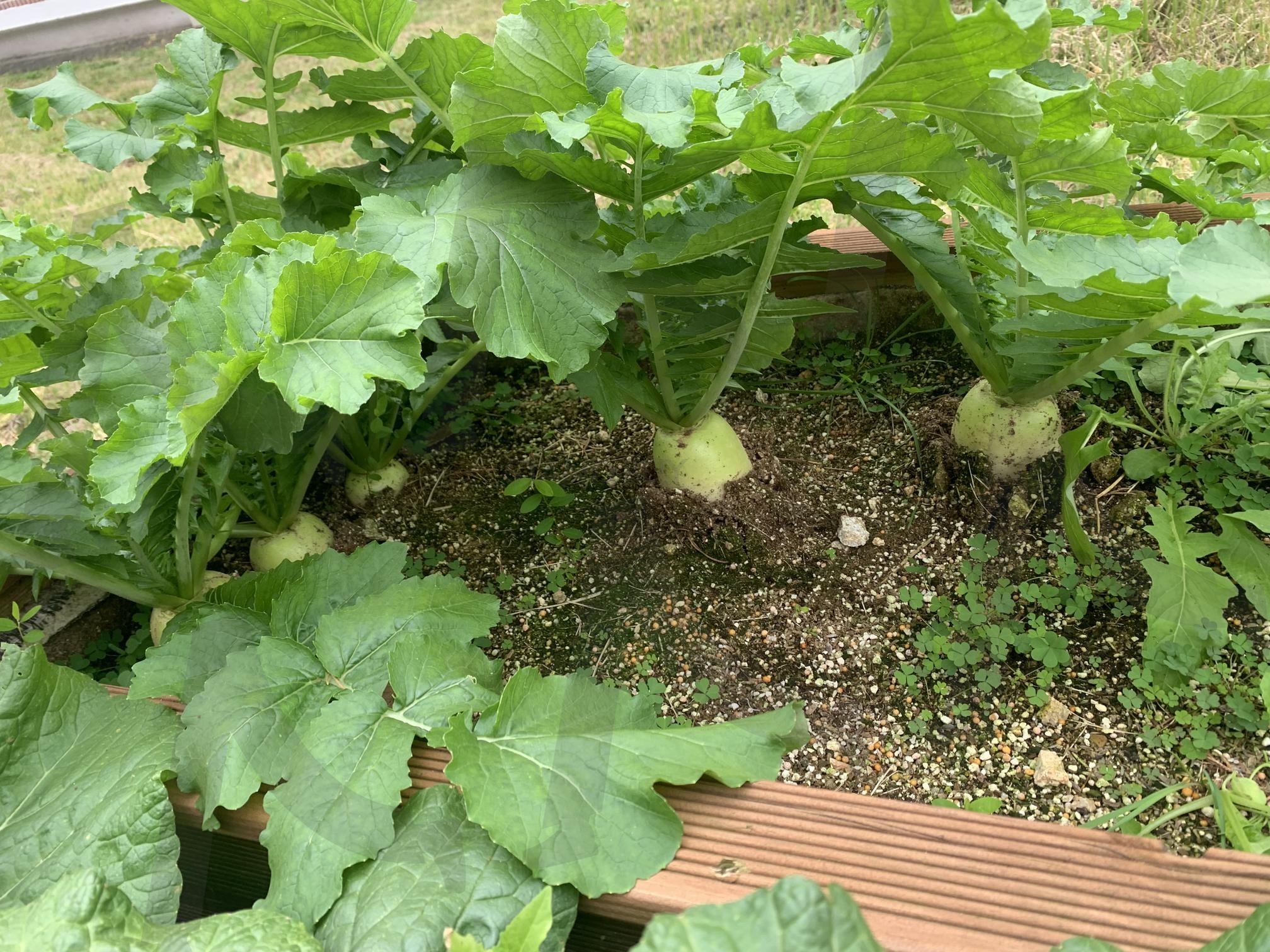 무 | 무, 배추, 배추무, 무무배추, 농사 | 스탠바이 STANDBUY 디지털 콘텐츠