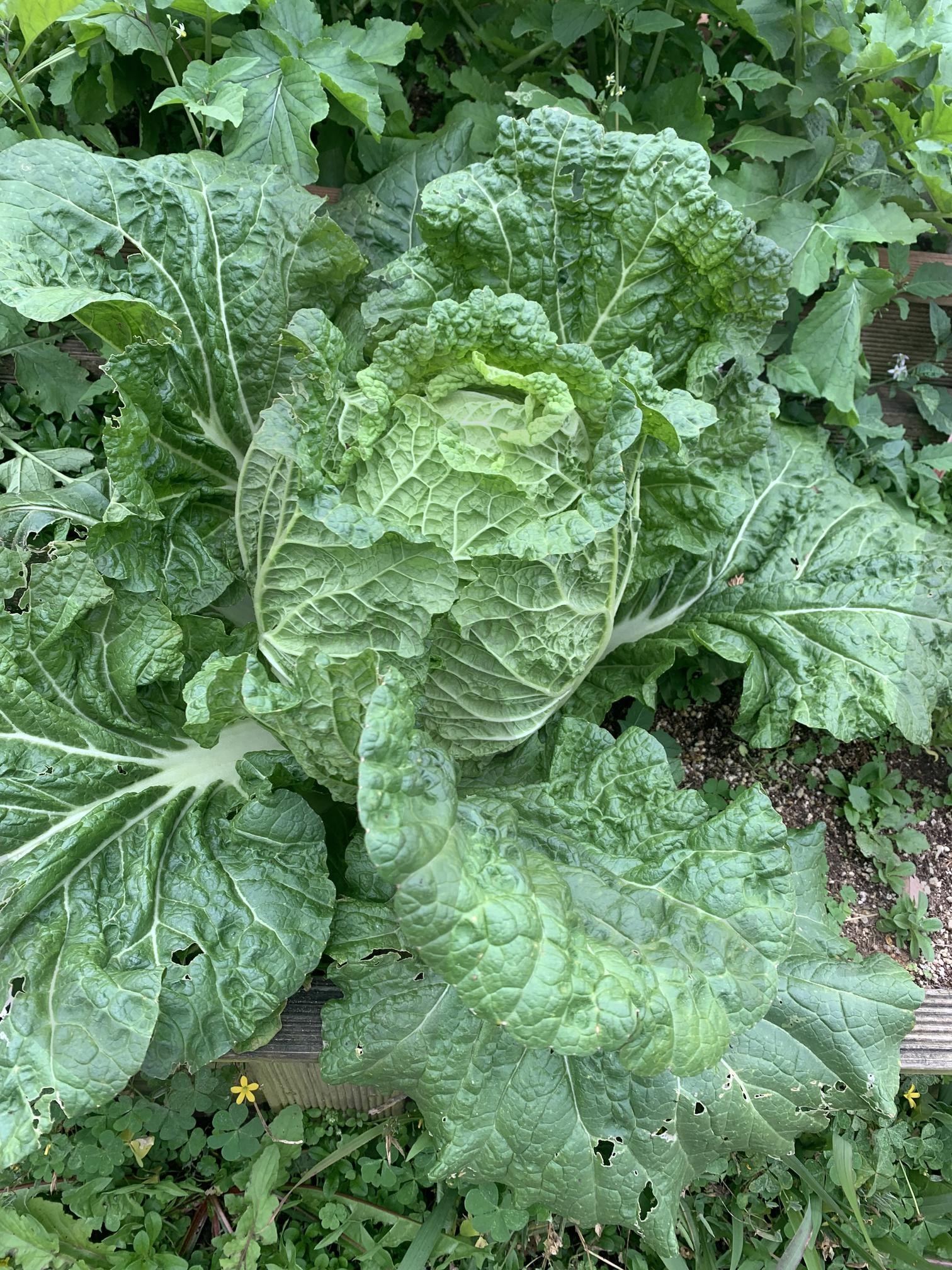 배추 | 배추, 농작물, 배추농사, 배추무, 무배추 | 스탠바이 STANDBUY 디지털 콘텐츠