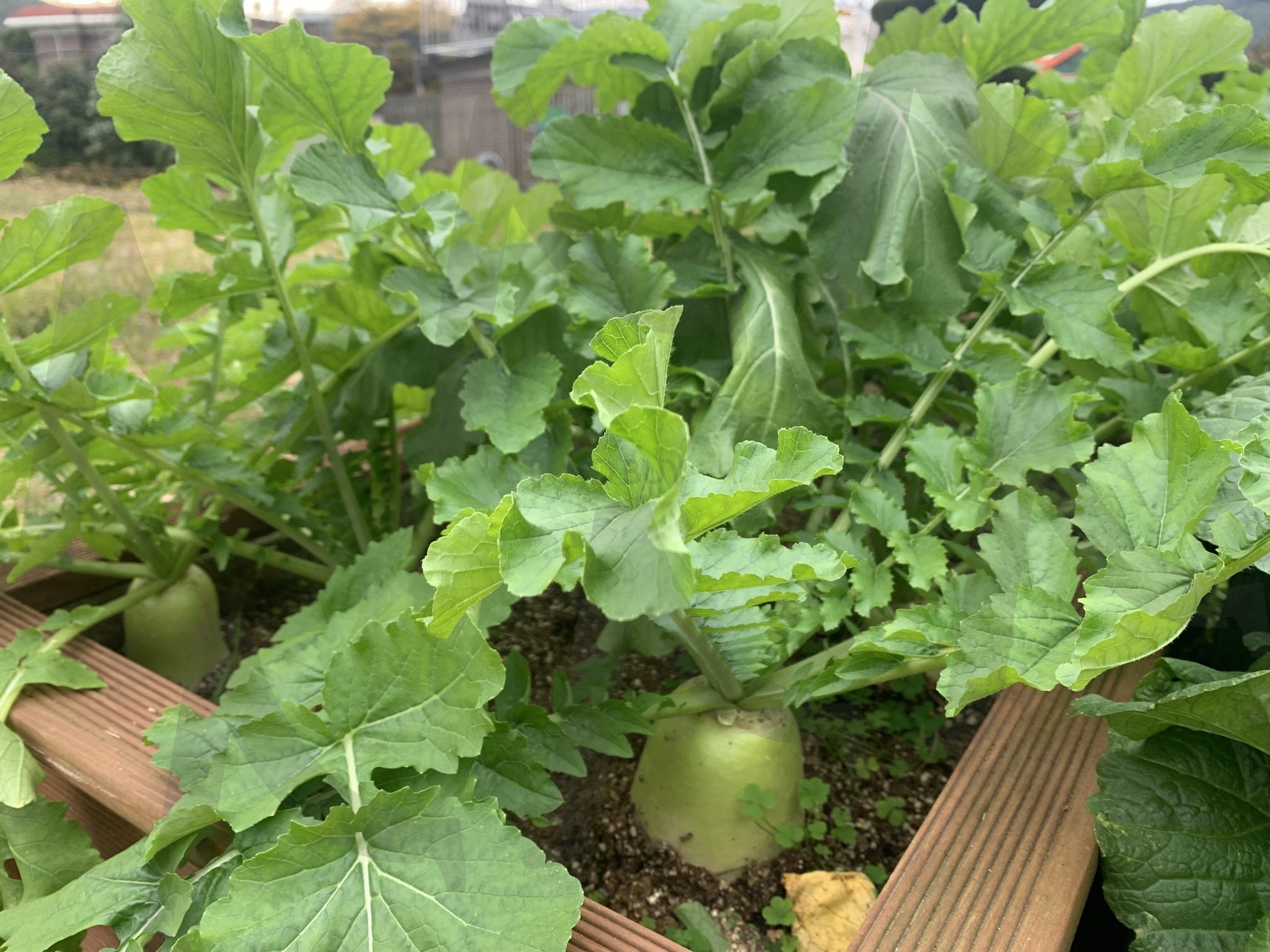 무 | 무, 배추, 농작물, 무배추, 배추무 | 스탠바이 STANDBUY 디지털 콘텐츠