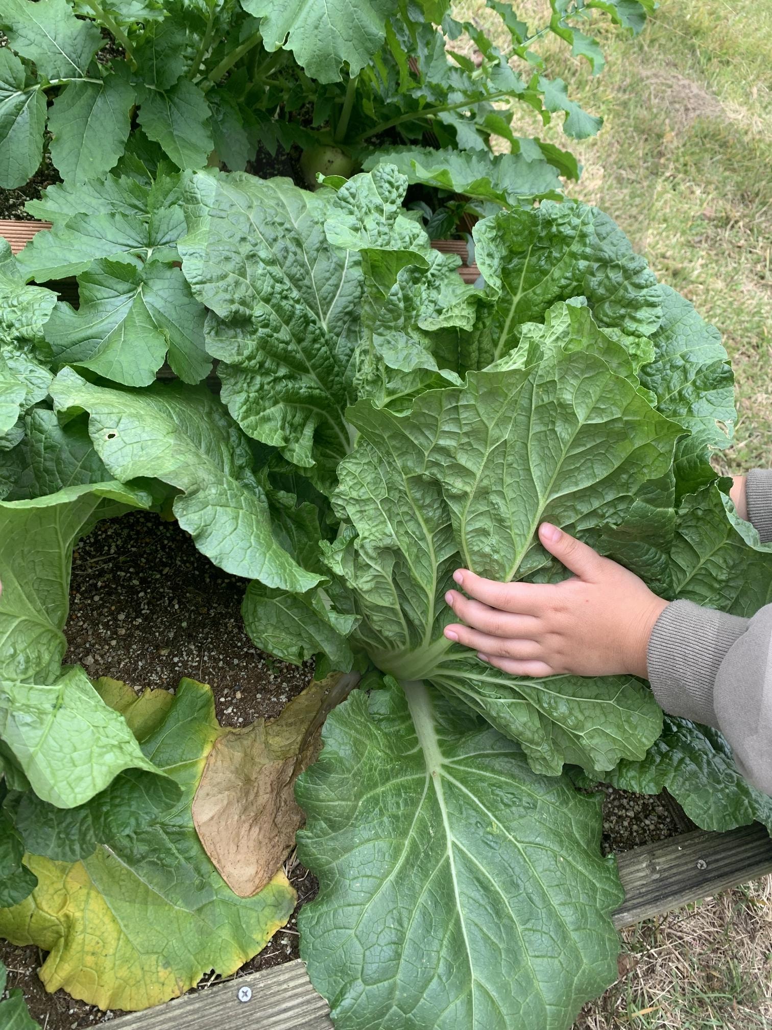 배추 | 배추, 농사, 농작물, 무, 무배추 | 스탠바이 STANDBUY 디지털 콘텐츠