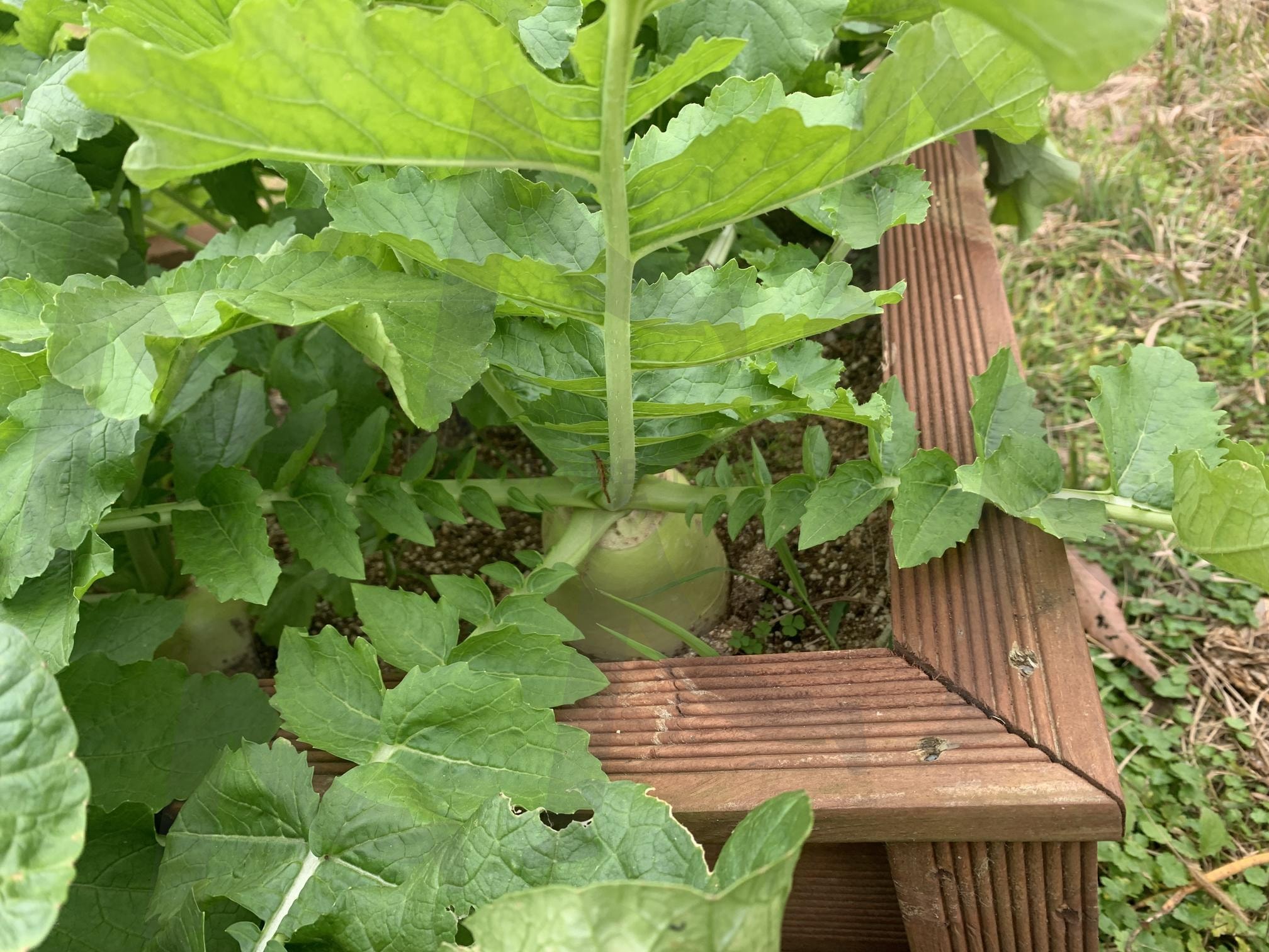 무 | 무, 배추, 무배추, 배추무, 농사 | 스탠바이 STANDBUY 디지털 콘텐츠