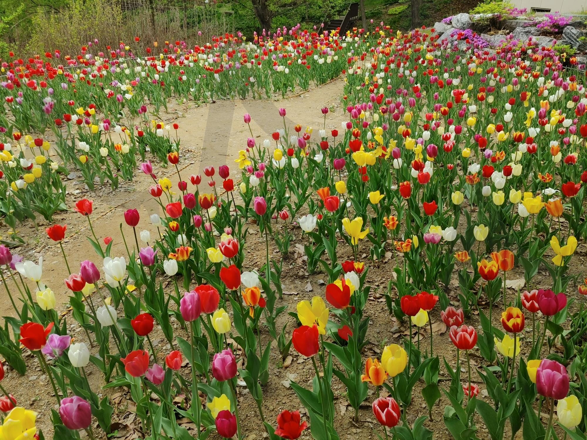 튤립 | 튤립, 율곡수목원, 파주수목원, 파주율곡수목원, 형형색색, 튤립색상 | 스탠바이 STANDBUY 디지털 콘텐츠