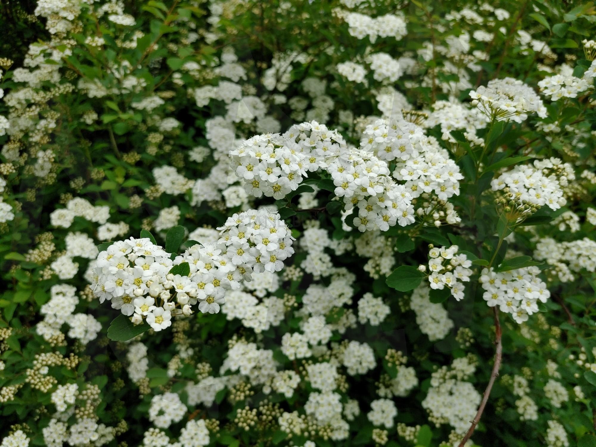 하얀꽃 | 파주수목원, 율곡수목원, 파주율곡수목원, 하얀꽃, 흰꽃, 수목원꽃 | 스탠바이 STANDBUY 디지털 콘텐츠
