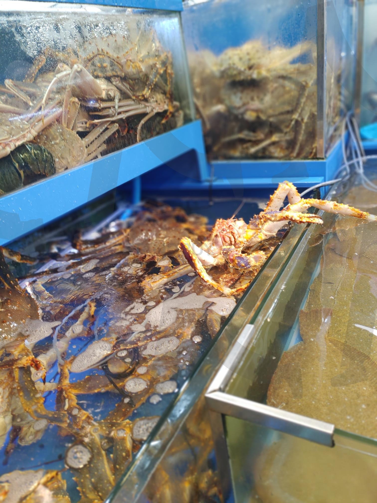 신선한 킹크랩 | 안산, 한대앞, 킹크랩, 도매시장, 수산물 | 스탠바이 STANDBUY 디지털 콘텐츠