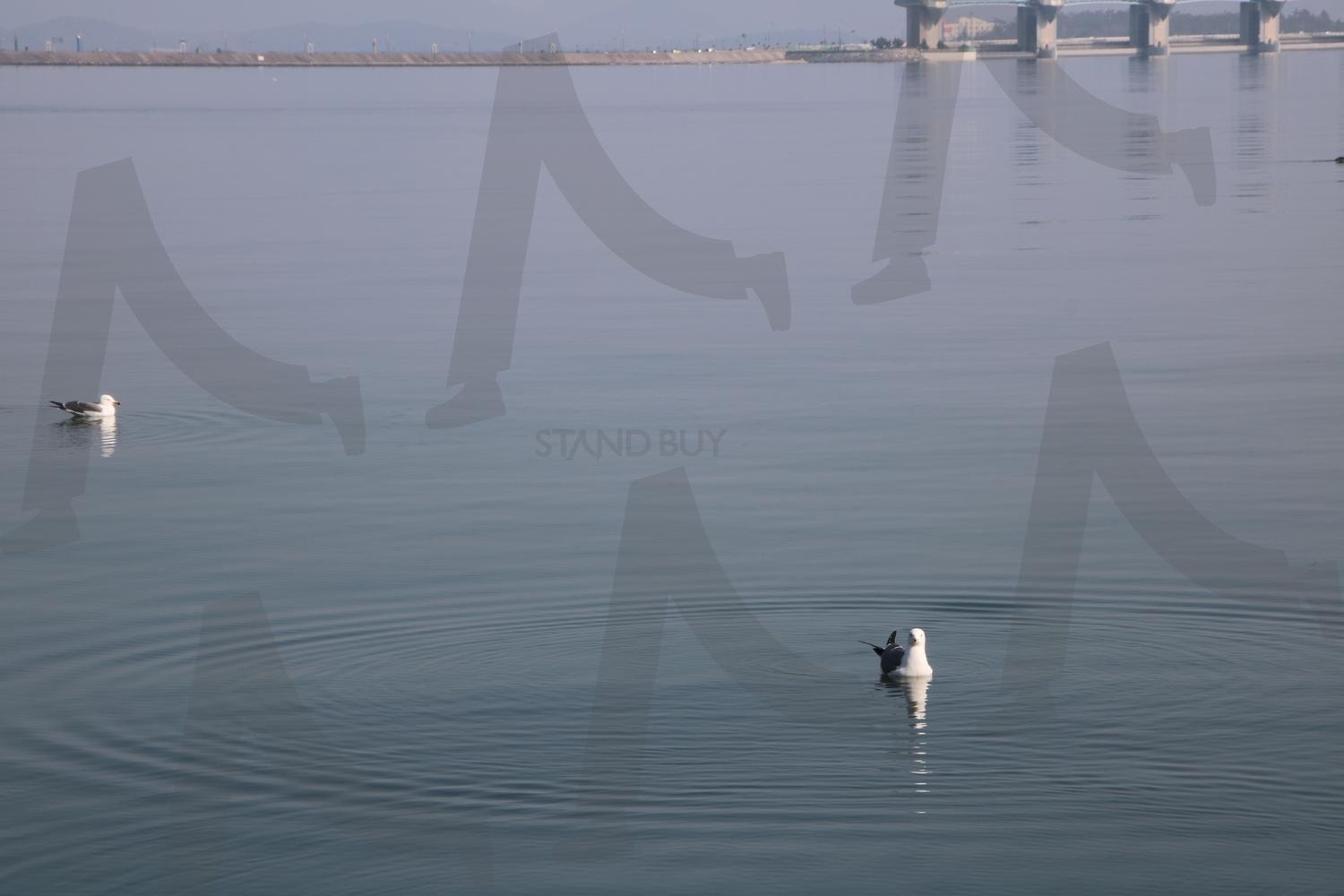 바다 오리 헤엄 | 바다, 오리, 헤엄, 바다한가운데, 물장구 | 스탠바이 STANDBUY 디지털 콘텐츠