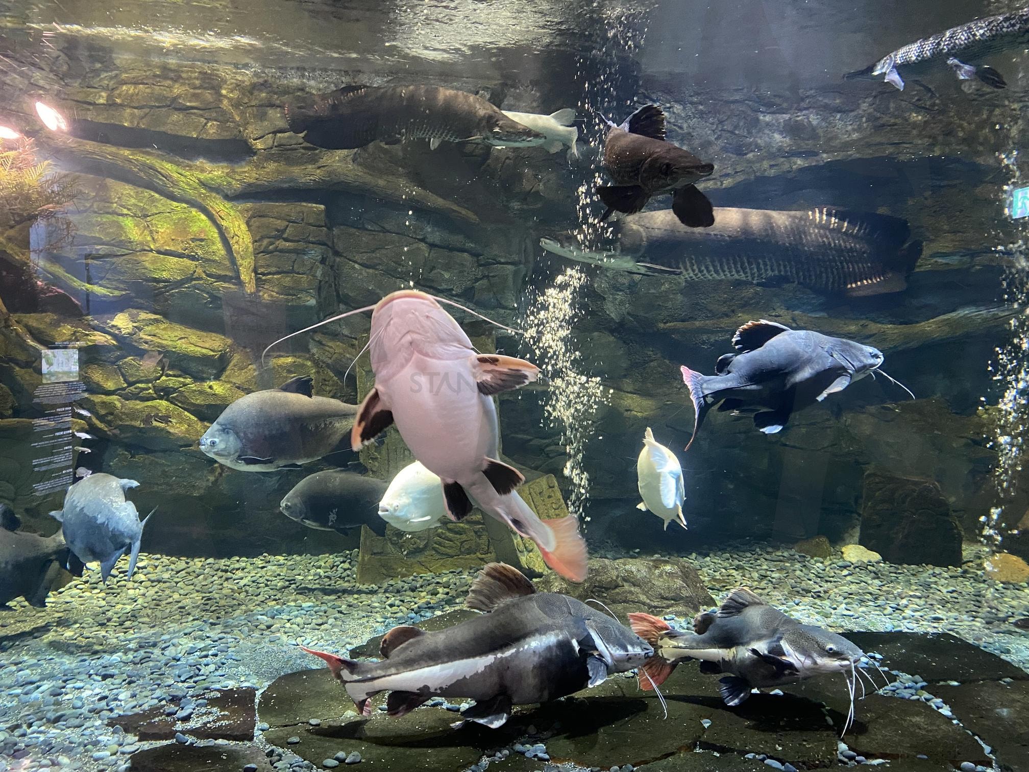 국내 최대 민물 아쿠아리움 | 수족관, 단양민물아쿠아리움, 데이트코스, 단양, 여행지 | 스탠바이 STANDBUY 디지털 콘텐츠