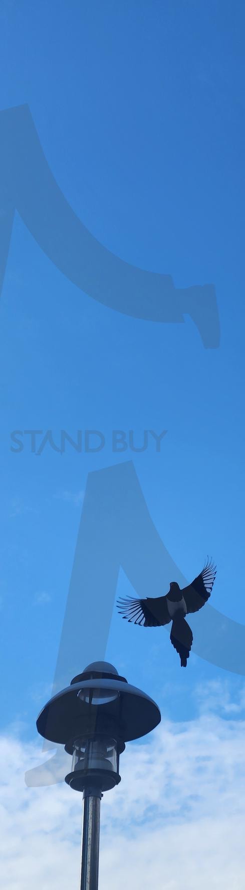 비상 | 서울, 하늘, 전봇대, 까치, 비상, 날아오름 | 스탠바이 STANDBUY 디지털 콘텐츠