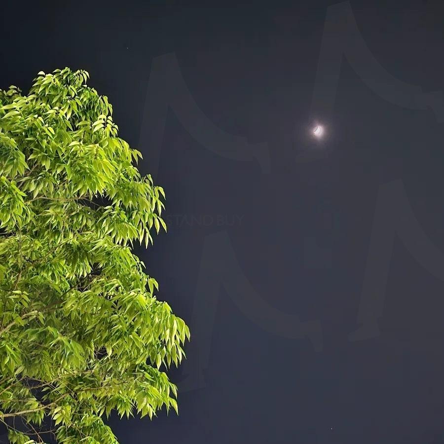 여름날 밤하늘 | 달빛, 나무, 분위기, 짱, 여름밤, 야외, 전주, 완산구, 객리단길 | 스탠바이 STANDBUY 디지털 콘텐츠