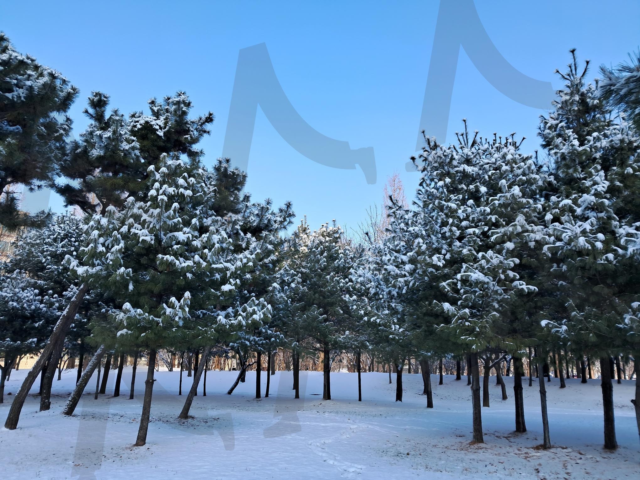 눈 내린 공원 | 부평공원, 인천공원, 하얀눈, 겨울공원, 눈내린공원, winter, 겨울풍경, 흰눈, korea park, 겨울배경, winter image, snow image, parkimage | 스탠바이 STANDBUY 디지털 콘텐츠