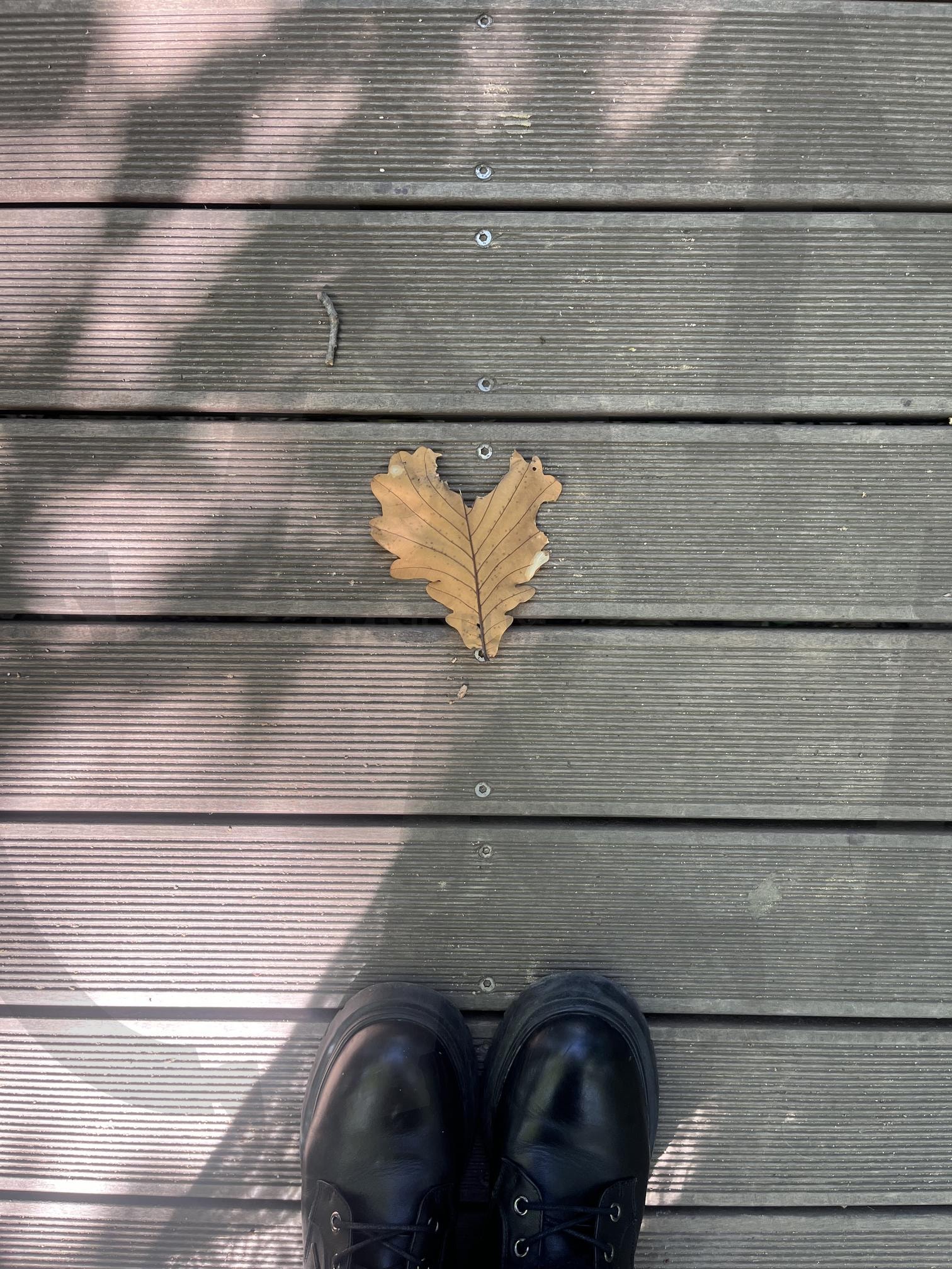 a heart carved on a maple leaf / 떨어진 심장 | 단풍잎, 가을단풍, 심장, 사랑, 가을햇살 | 스탠바이 STANDBUY 디지털 콘텐츠