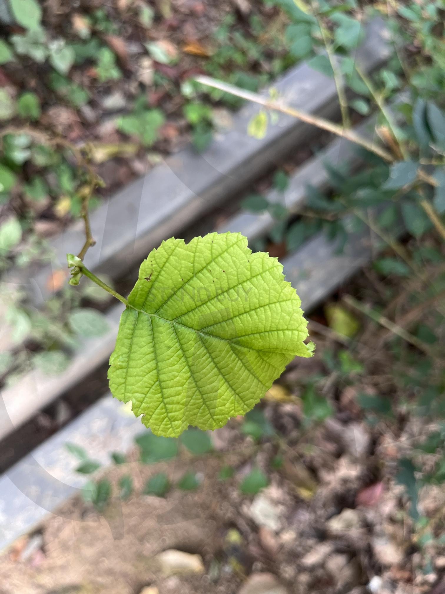 가을안에 여름 | 가을단풍, 서울단풍, 도구머리공원, 방배동, 가을산책, 산책길 | 스탠바이 STANDBUY 디지털 콘텐츠