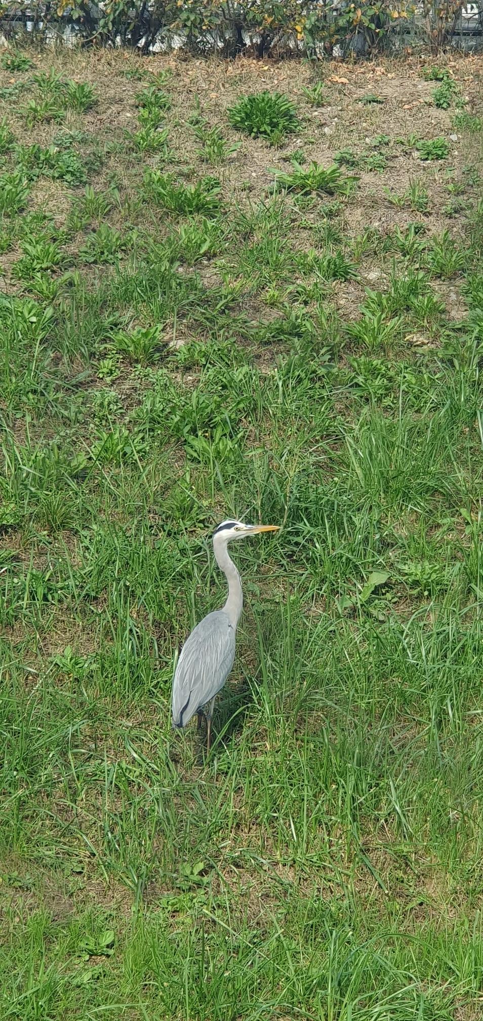 왜가리의 자태 | 왜가리, 반려동물, 강아지, 새, 조류, 힐링, 동물, 동물사진, 조류사진 | 스탠바이 STANDBUY 디지털 콘텐츠