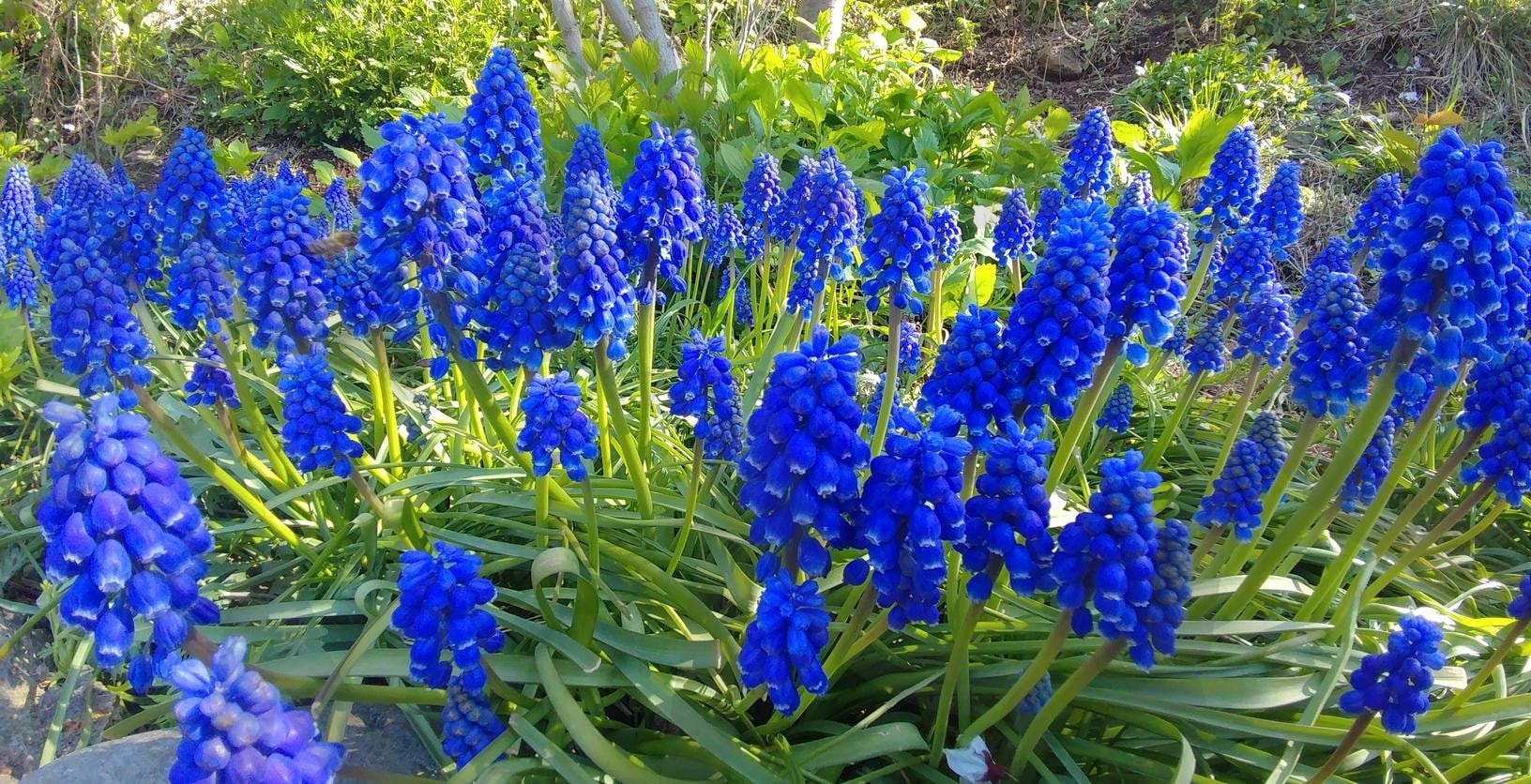 무스카리 | 무스카리, muscari, muscari botryoides, 백합과 알뿌리식물, blue magic grape hyacinth | 스탠바이 STANDBUY 디지털 콘텐츠