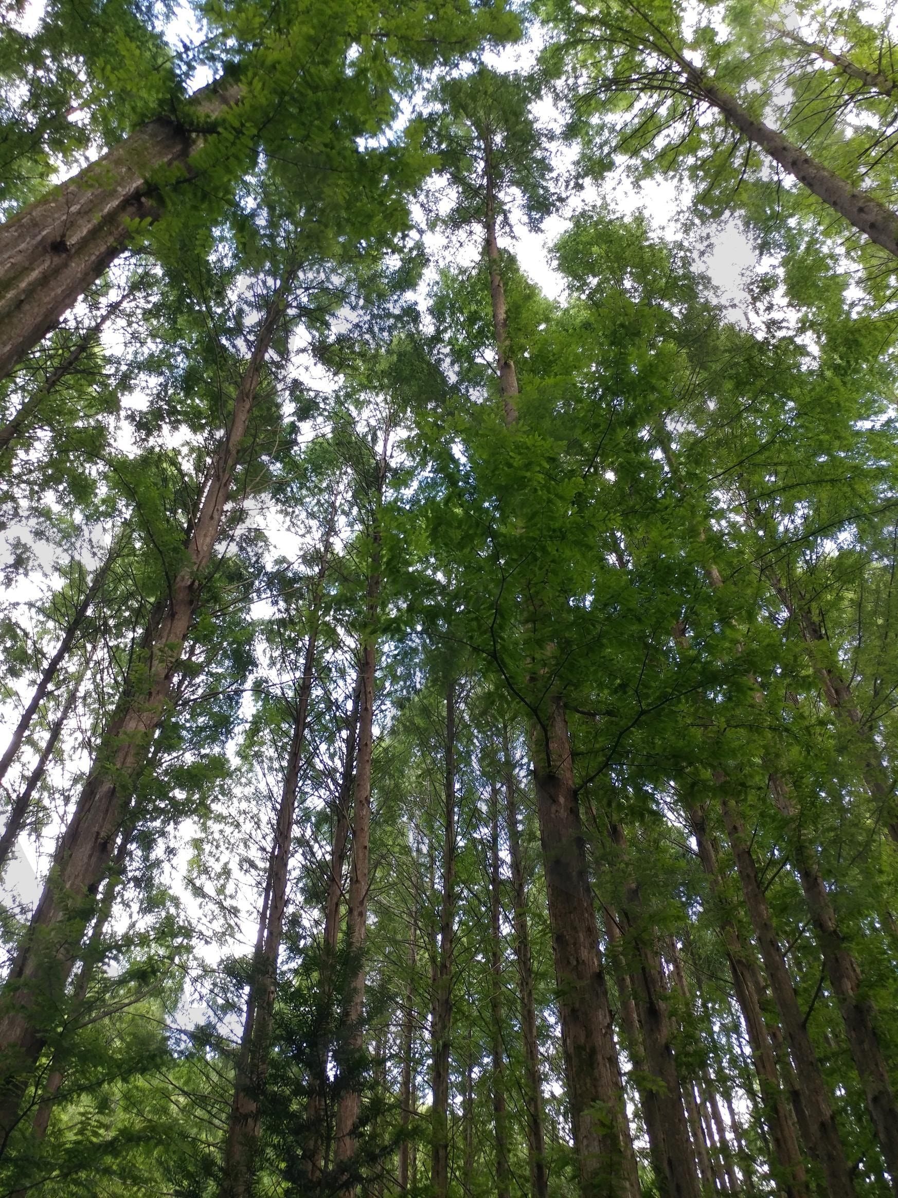 메타세콰이어 | 메타 세콰이어, 세콰이어, 장태산 휴량림, 메타 세콰이어숲, 장태산 메타 세콰이어 | 스탠바이 STANDBUY 디지털 콘텐츠