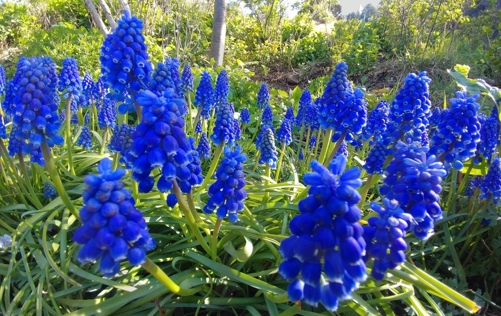 무스카리 | 무스카리, muscari, muscari botryoides, 백합과 알뿌리화초, blue magic grape hyacinth | 스탠바이 STANDBUY 디지털 콘텐츠