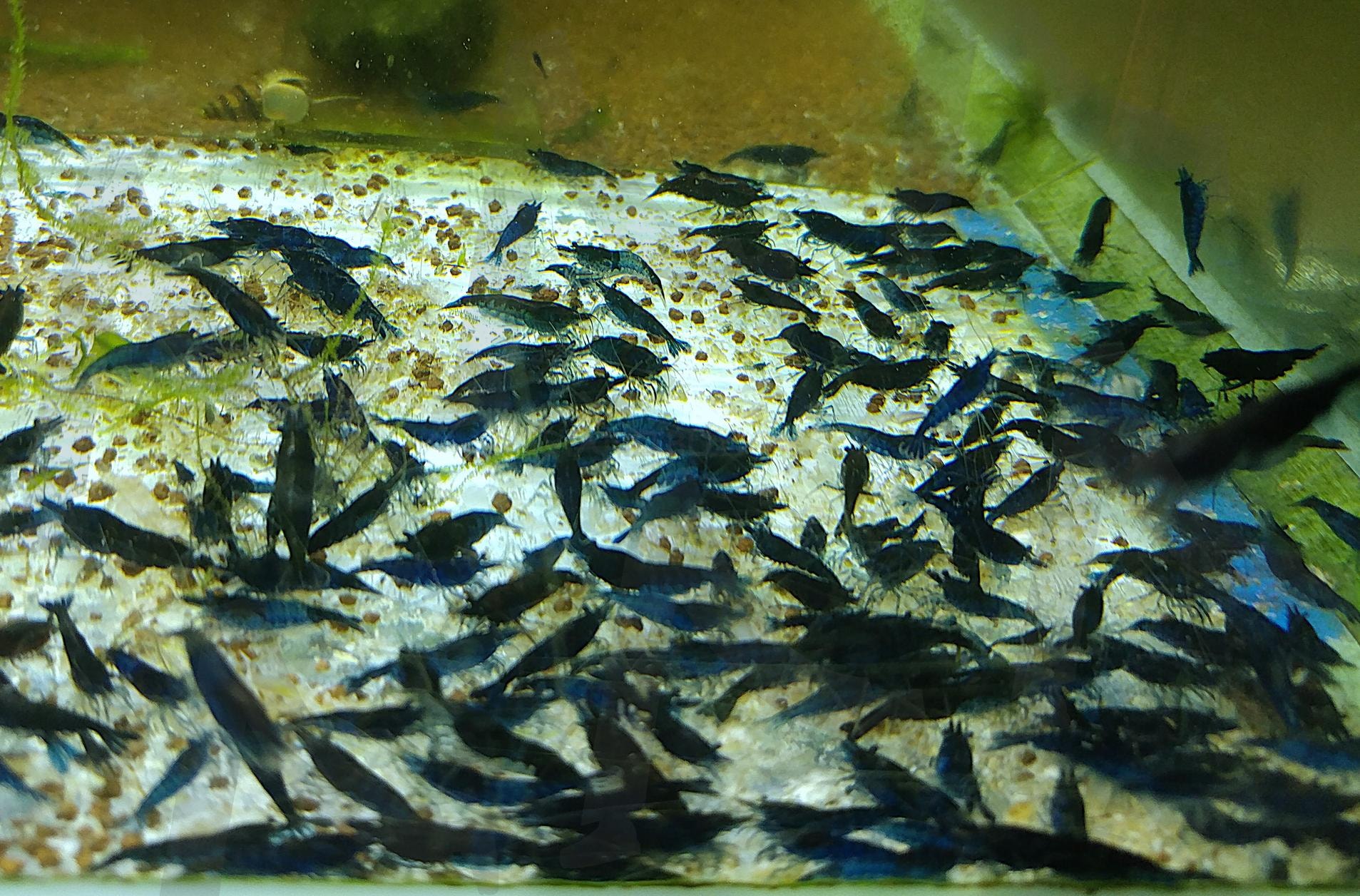블루벨벳 새우 | 블루벨벳새우, 블벳, blue velvet shrimp, 생이새우 블벳, 생이과새우 블루벨벳 | 스탠바이 STANDBUY 디지털 콘텐츠