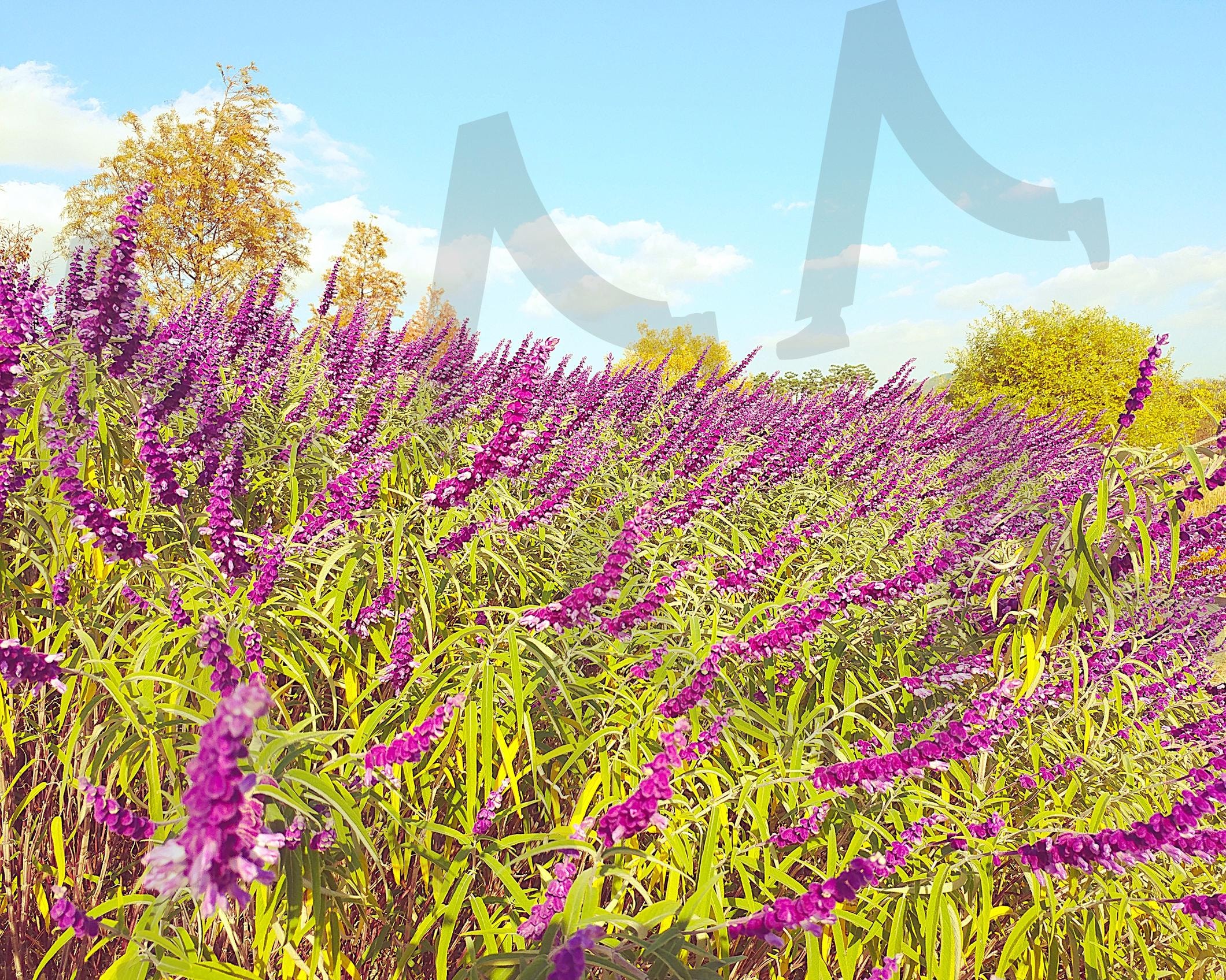 Maxican sage | 멕시칸 세이지, maxican sage, salvia leucantha, herb flowers, 보라색 라벤더 | 스탠바이 STANDBUY 디지털 콘텐츠