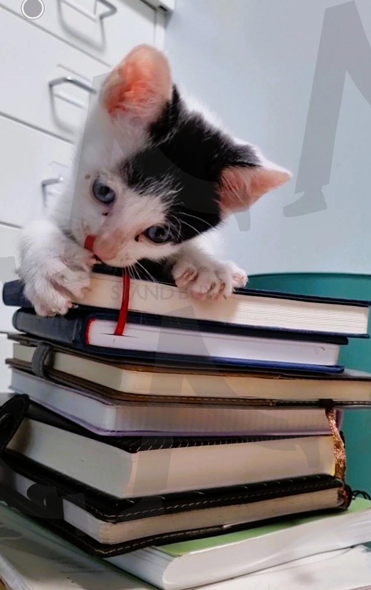 책은 읽는게 아니고 물고 노는거야 | 진주, 냥이, 책, 쪼꼬미, 블루아이 | 스탠바이 STANDBUY 디지털 콘텐츠