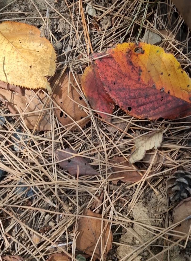 물든 낙엽 | 나뭇잎, 가을, 알록달록, 물들다, 초겨울 | 스탠바이 STANDBUY 디지털 콘텐츠