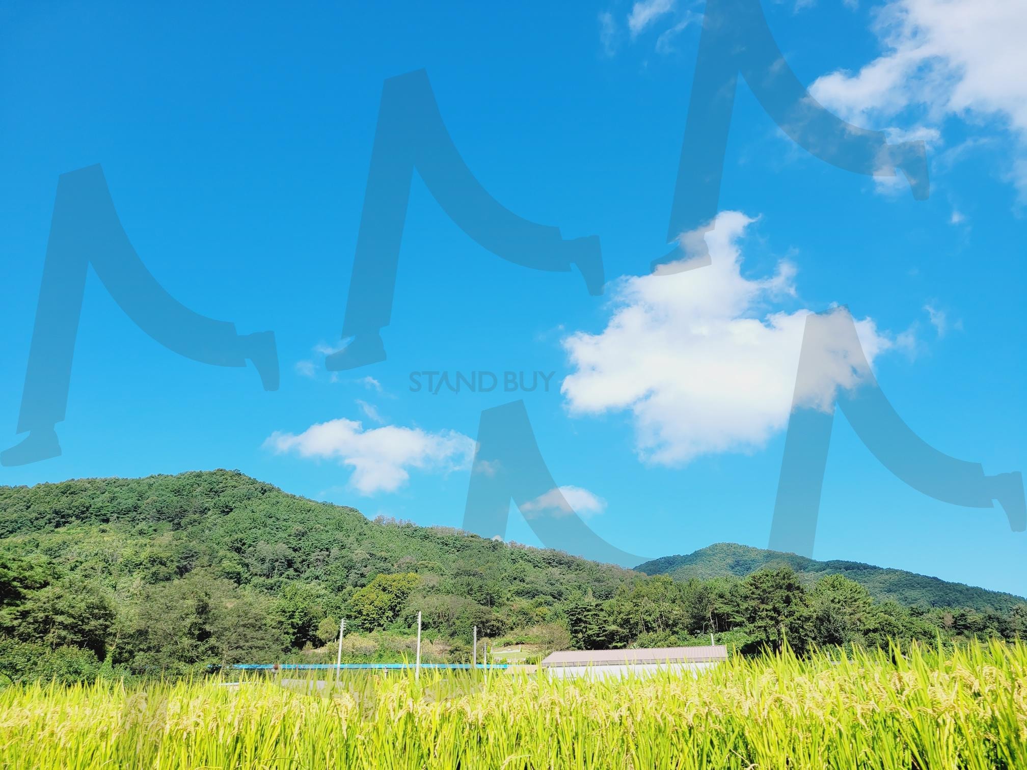 시골풍경 | 경남, 의령, 시골생활, 논, 푸른하늘, 자연, 쉼, 힐링 | 스탠바이 STANDBUY 디지털 콘텐츠