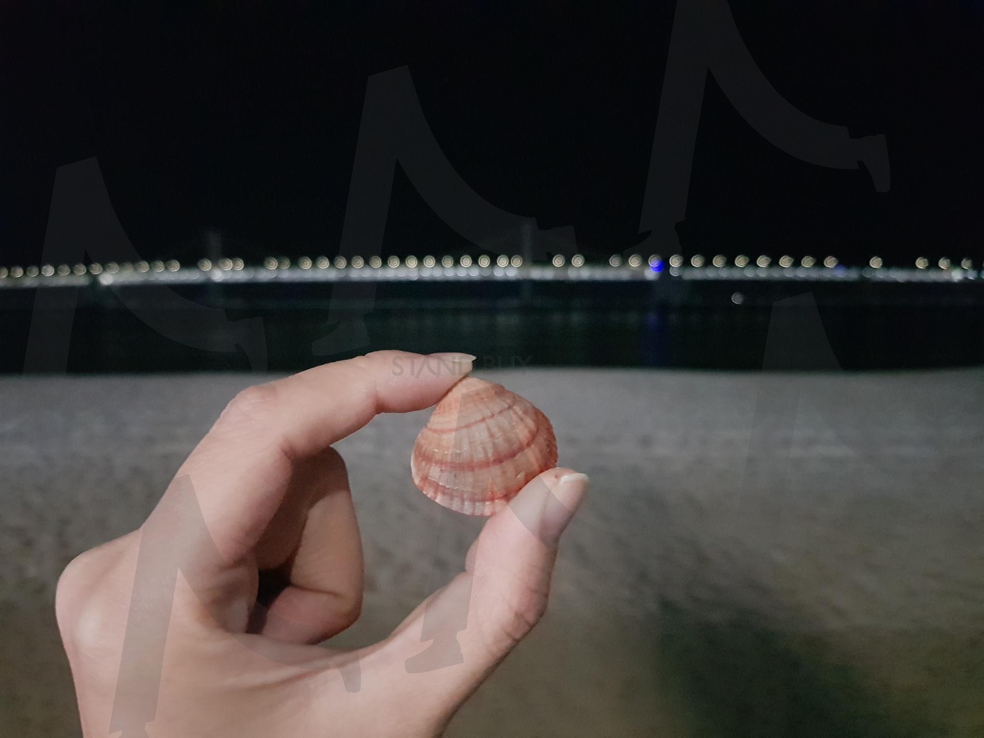 광안리 조개 | 조개, 광안리, 바다, 해수욕장, 해산물, 귀염뽀작 | 스탠바이 STANDBUY 디지털 콘텐츠